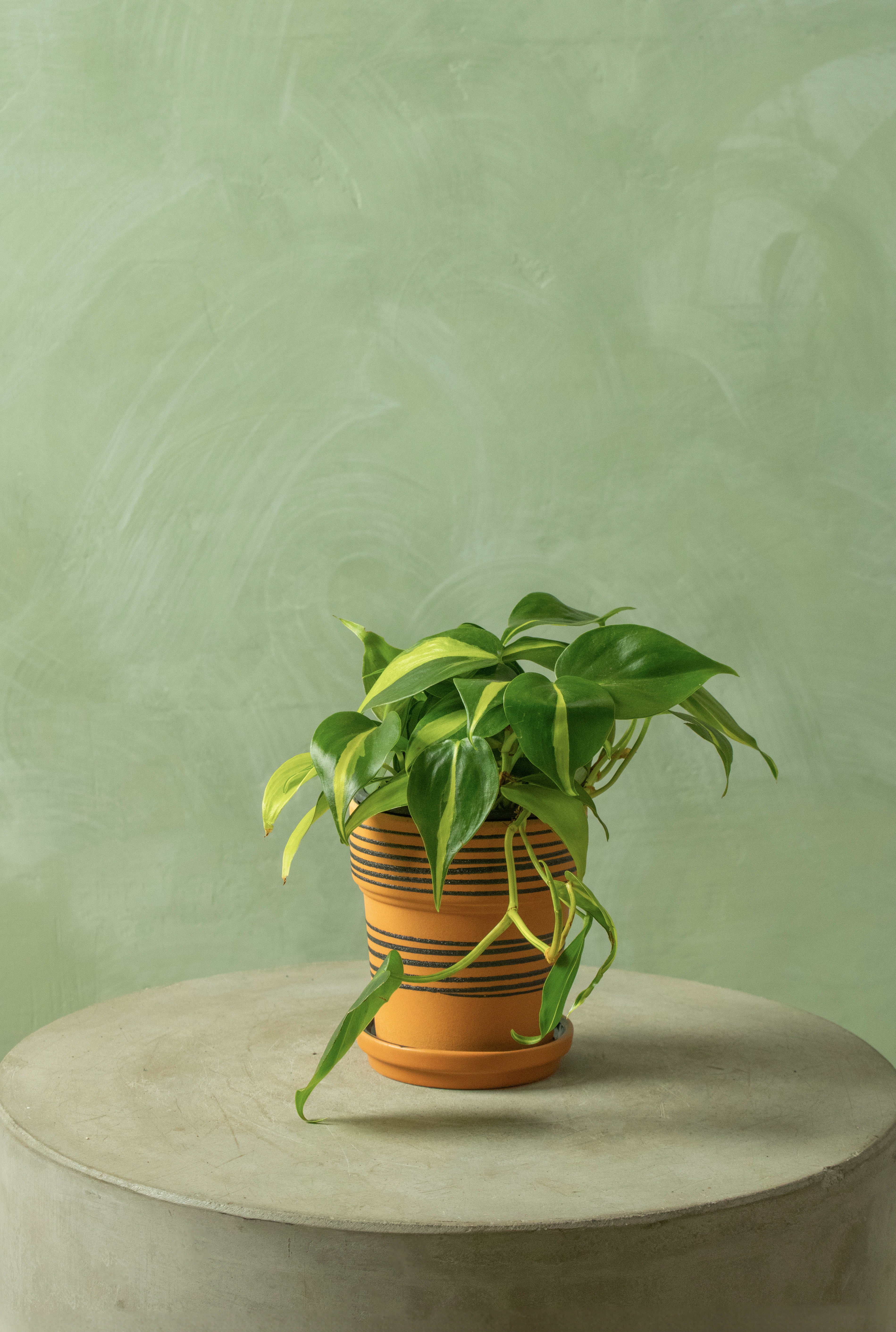 Potted 4" Philodendron 'Brasil'