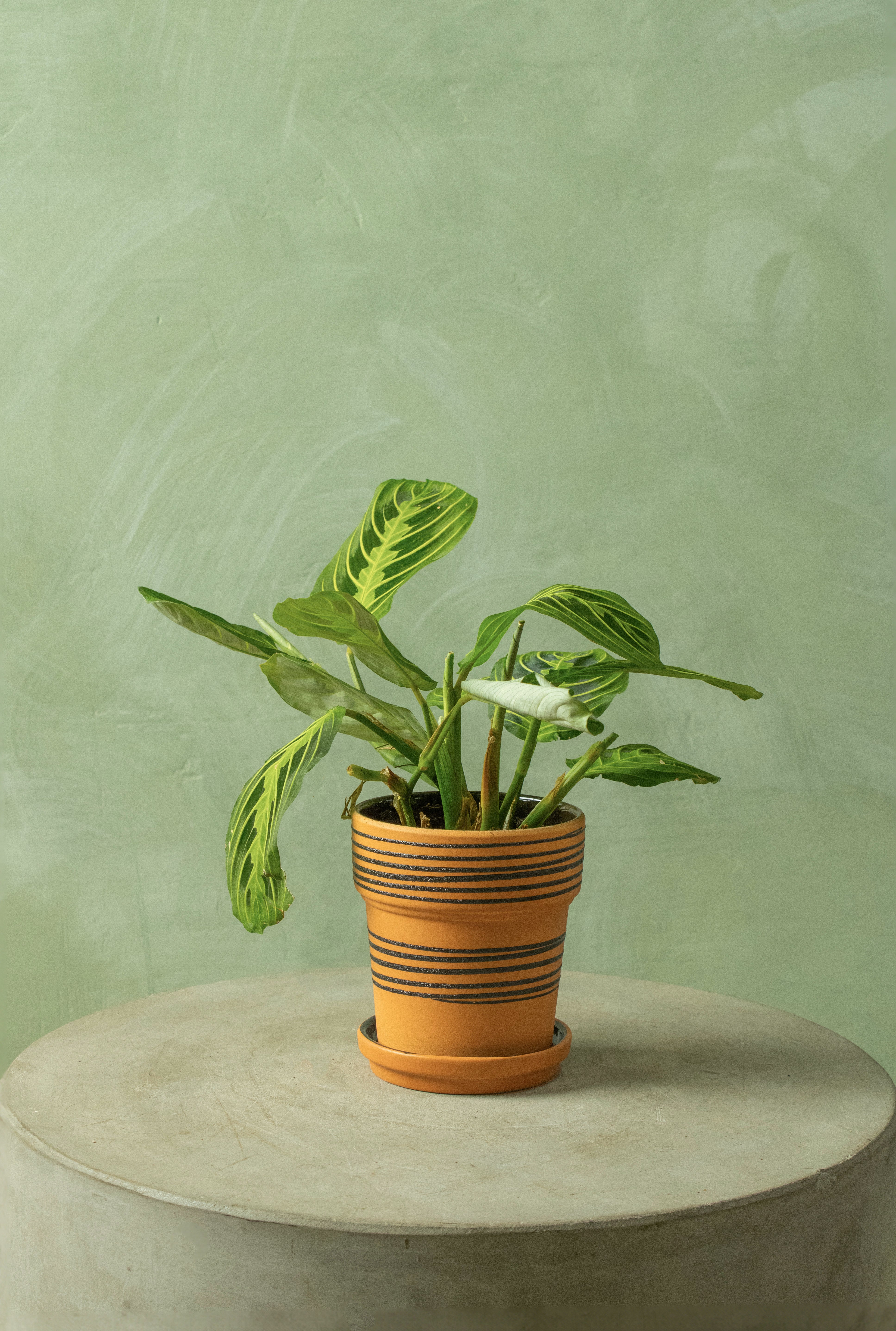 Potted 4" Lemon Maranta