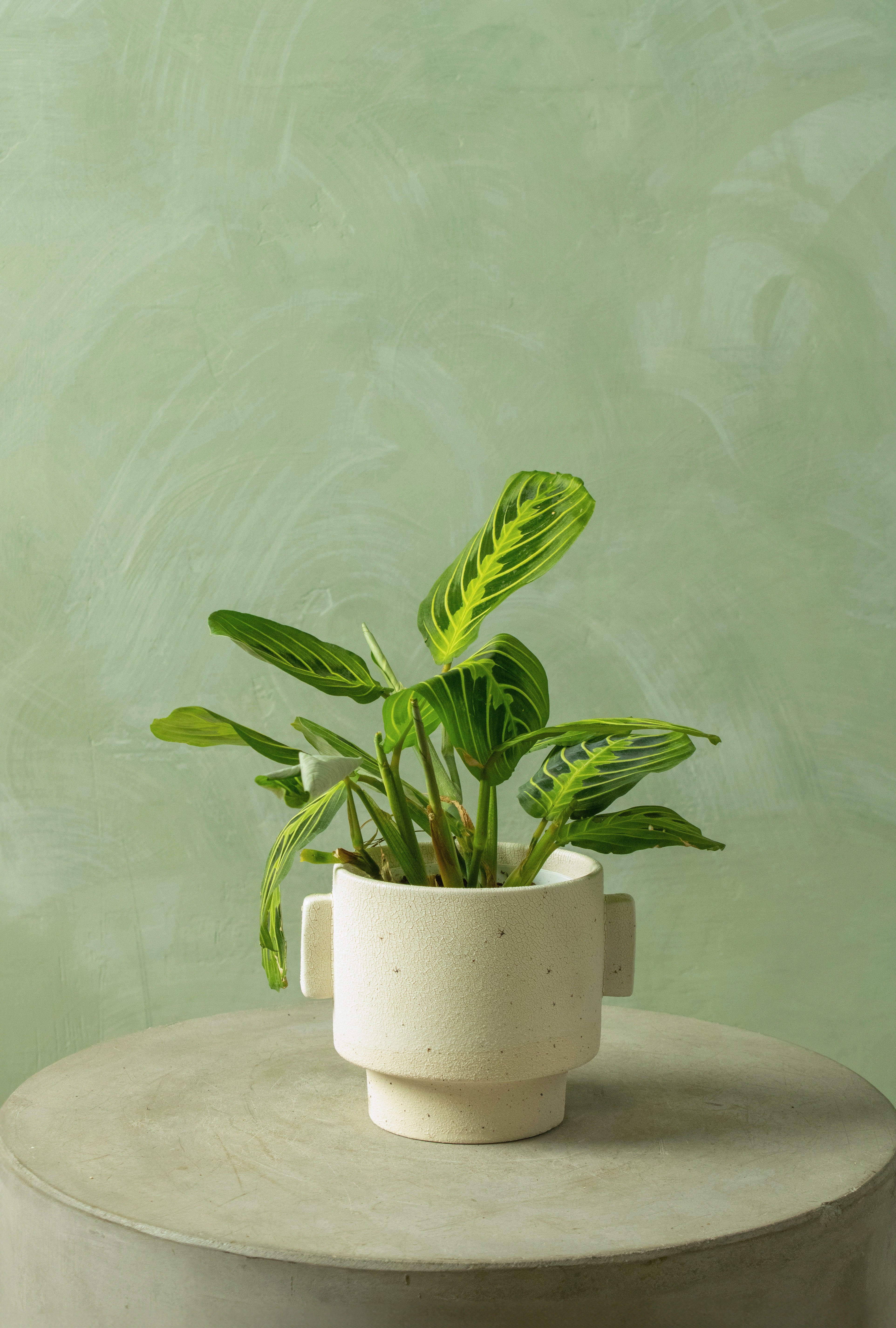 Potted 4.5" Lemon Maranta