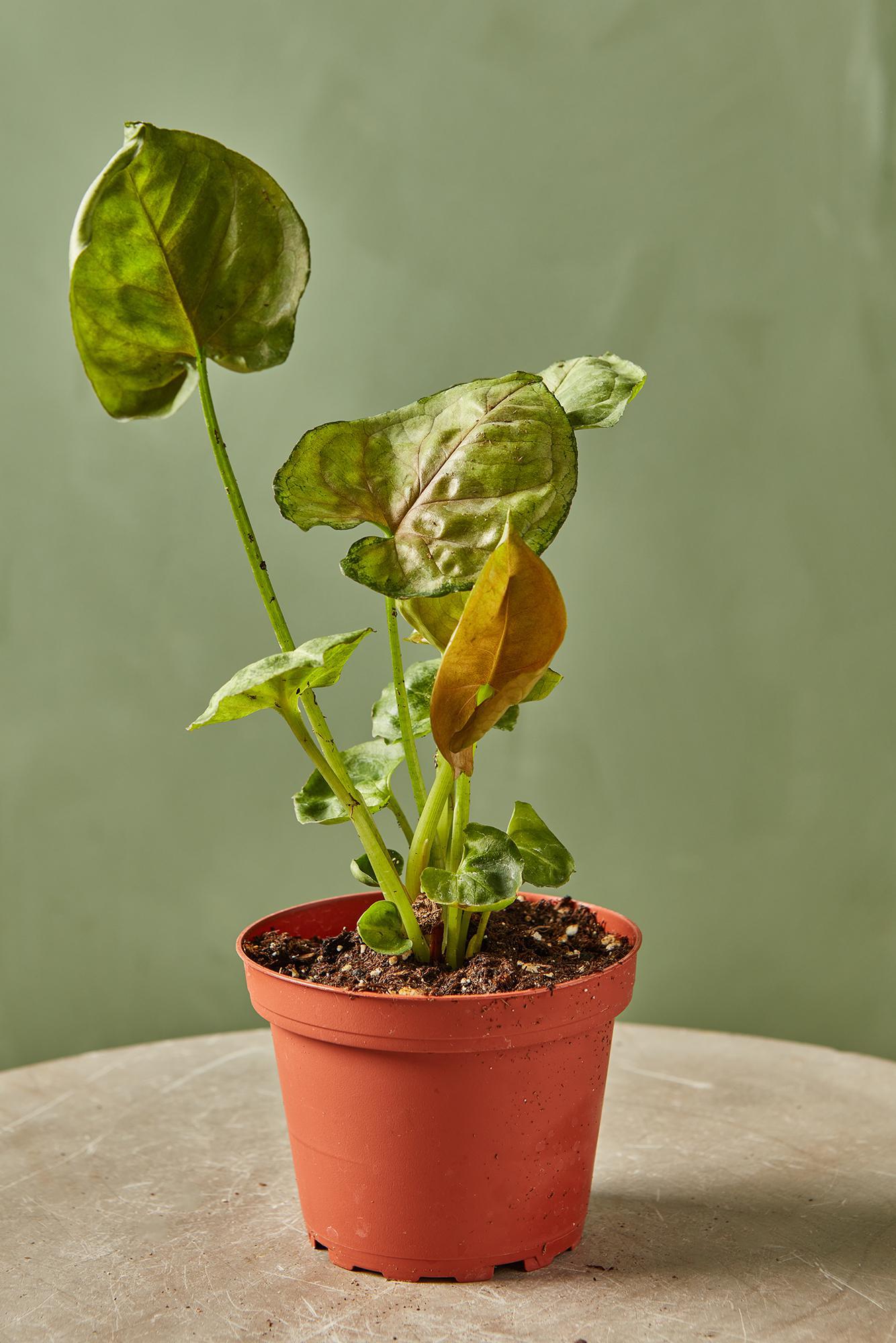 Syngonium 'Mango Allusion'