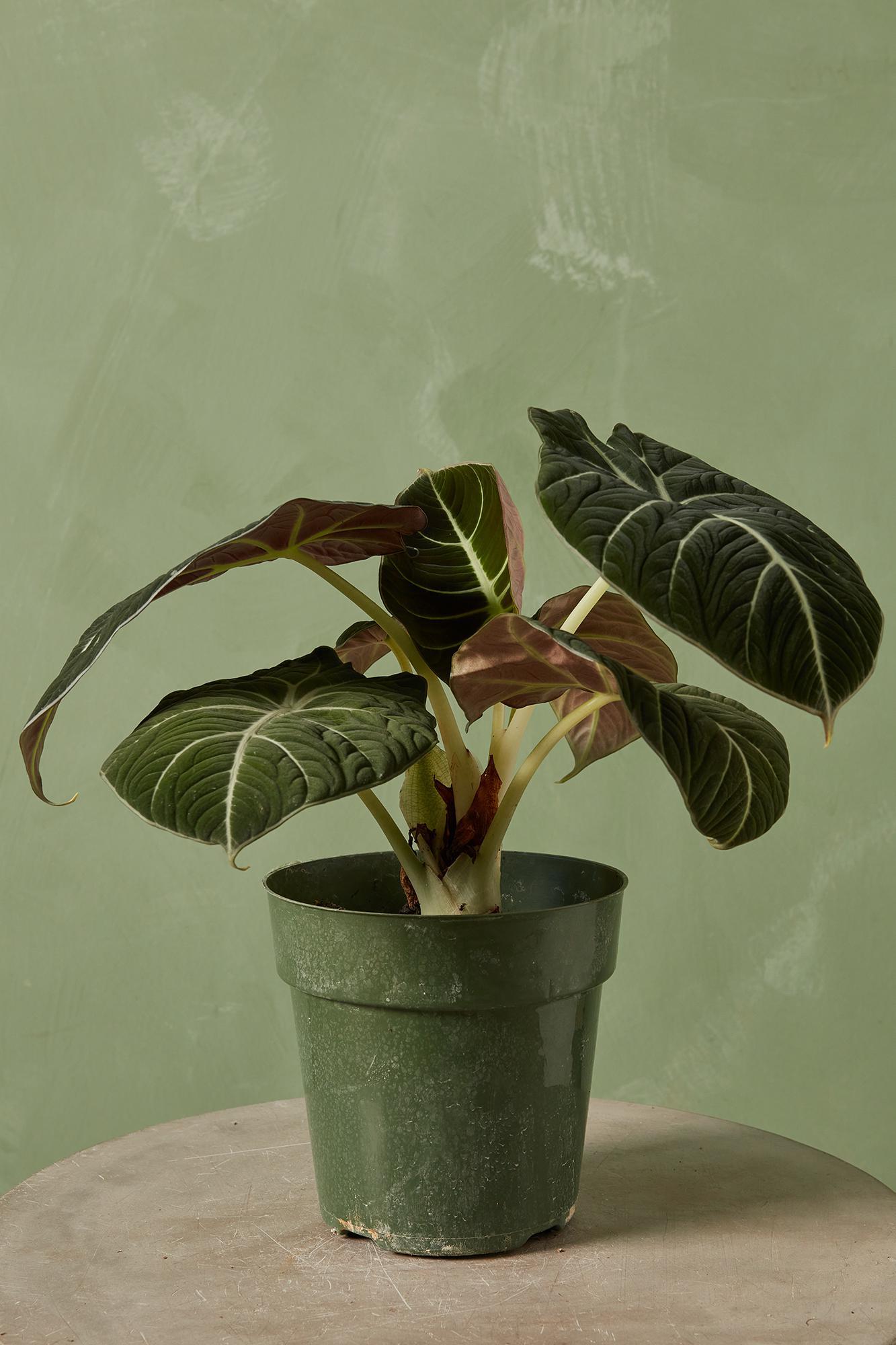 Alocasia 'Black Velvet'