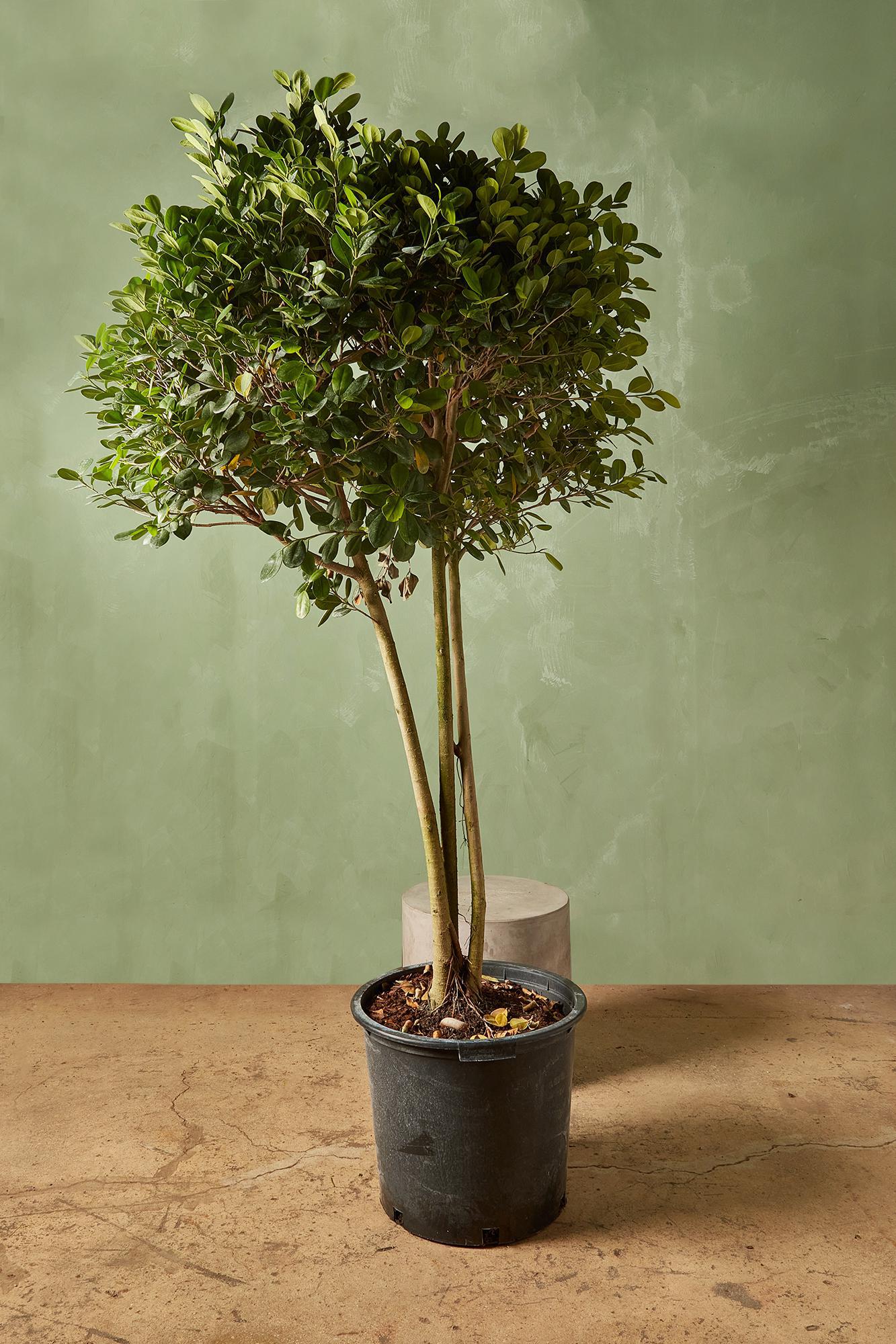 Ficus 'Daniella'