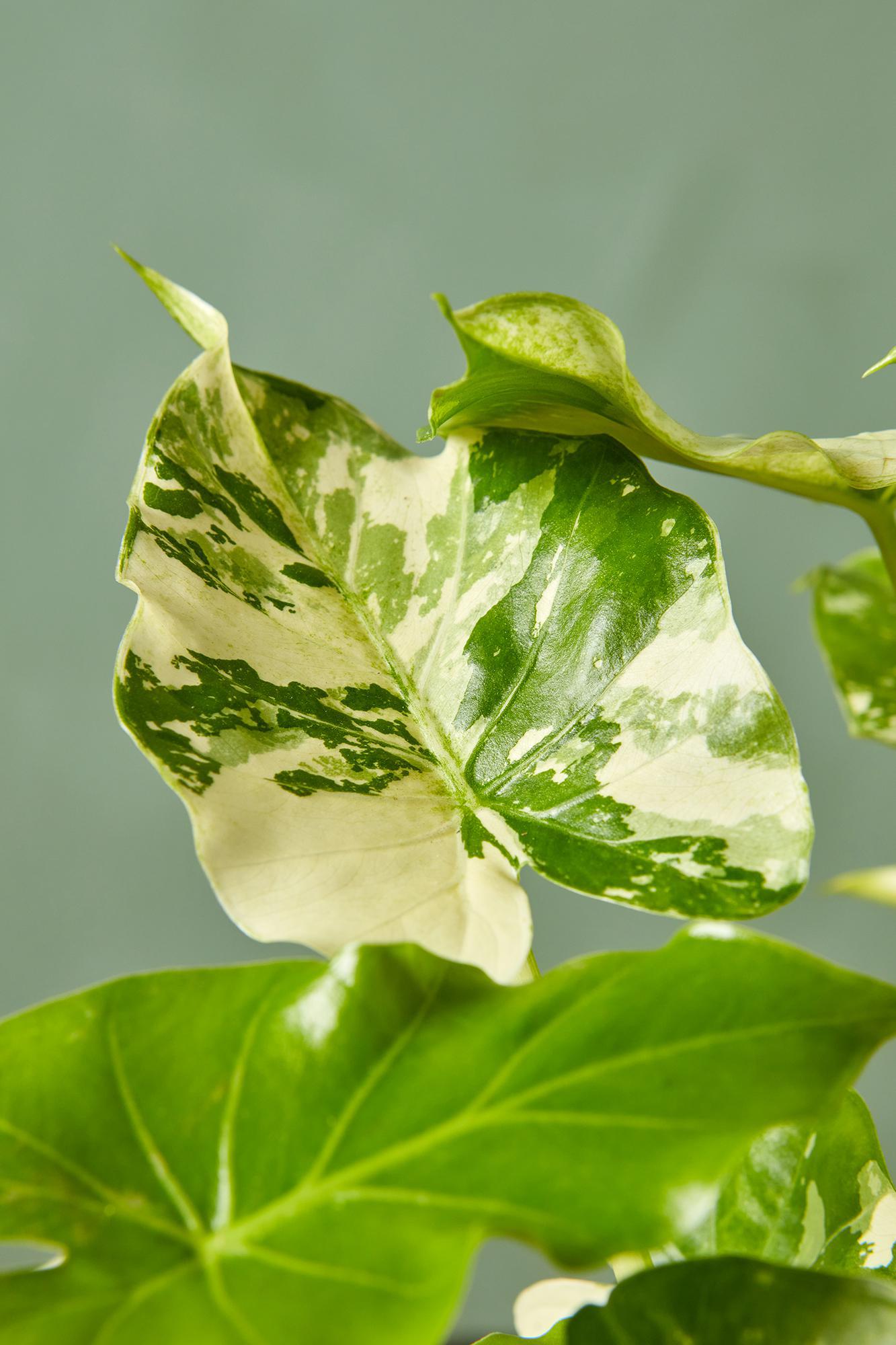 Variegated Alocasia gageana