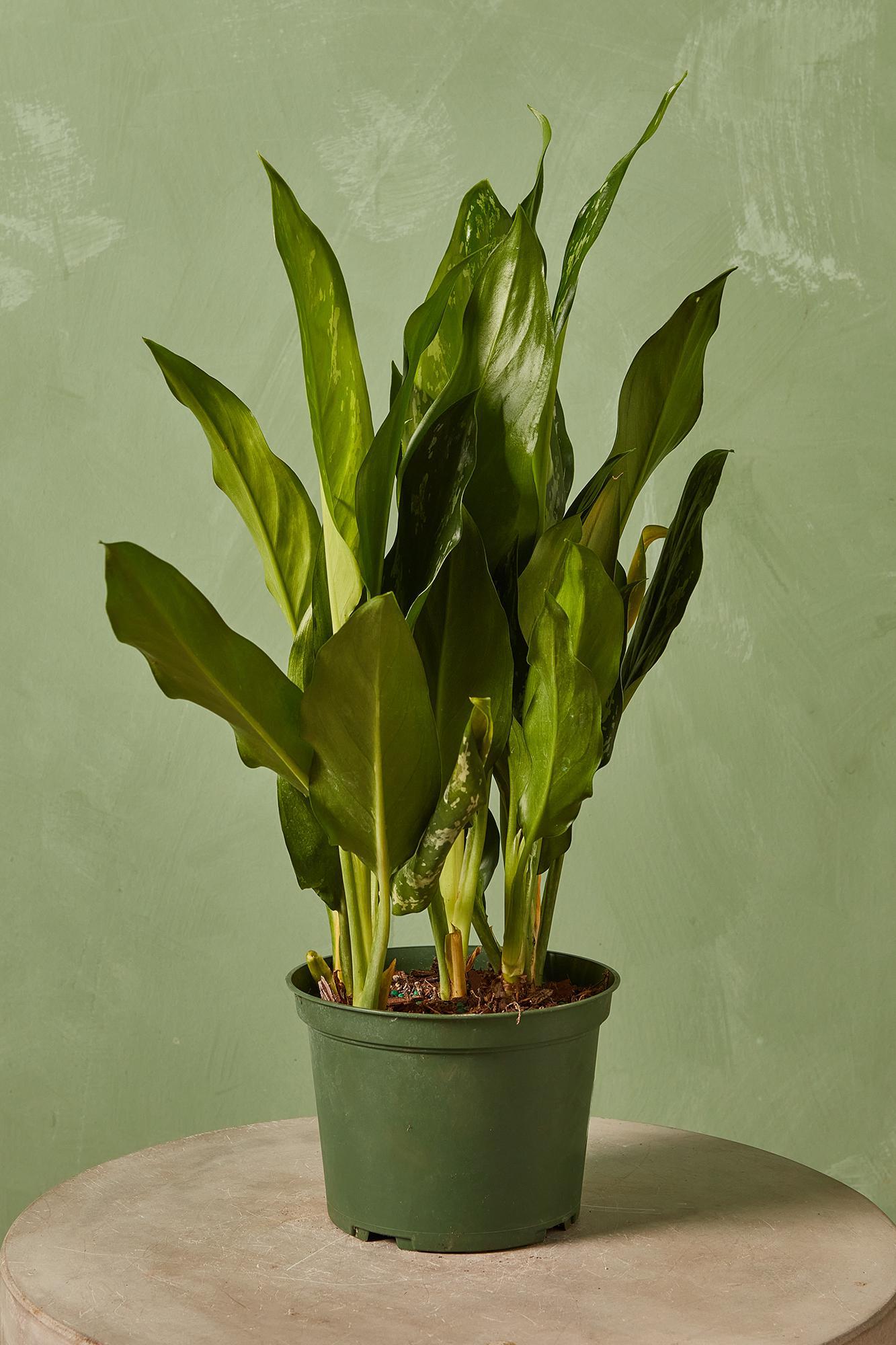 Aglaonema 'Shades'