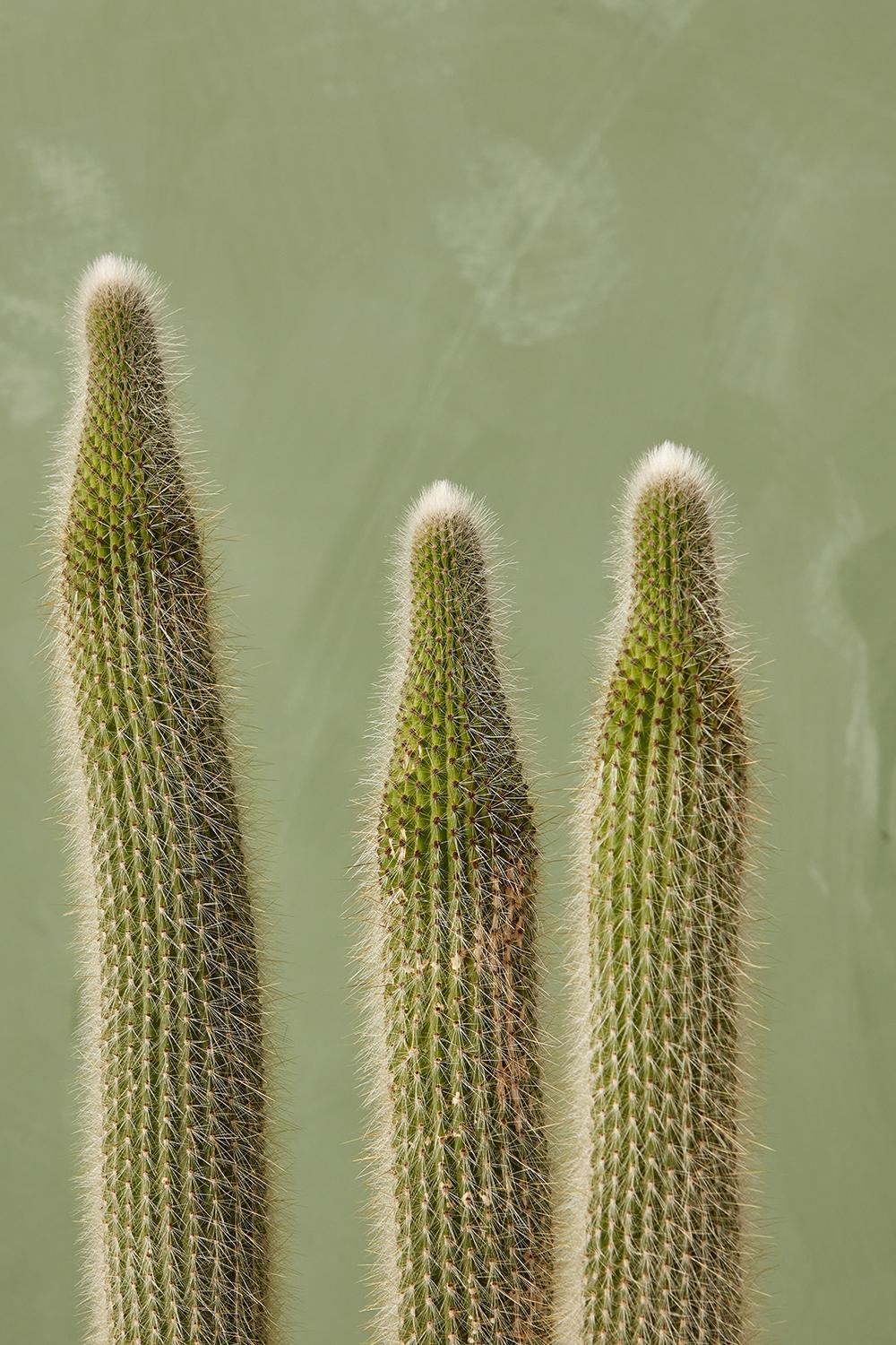 Old Man Cactus