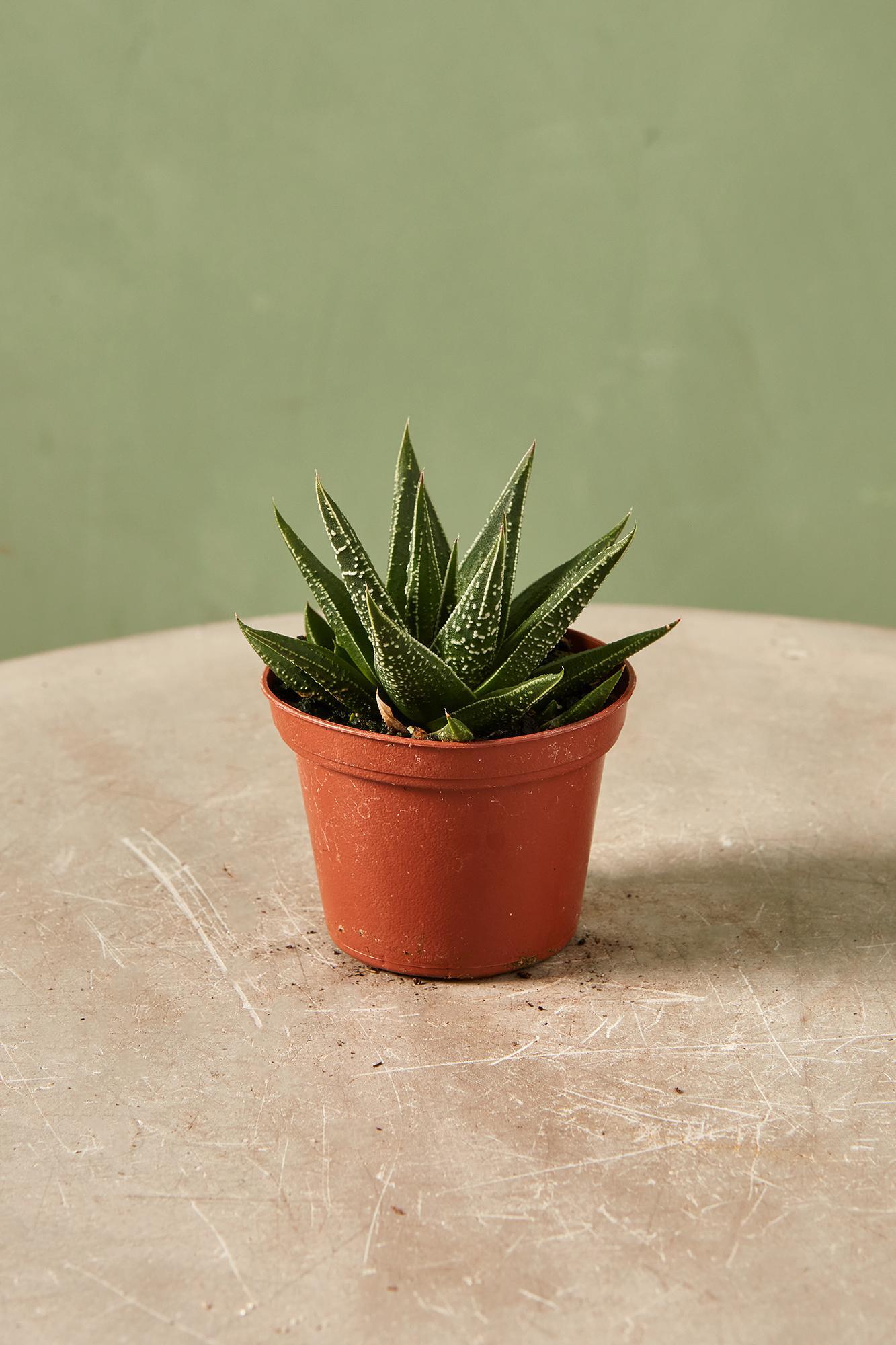 Haworthia herbacea