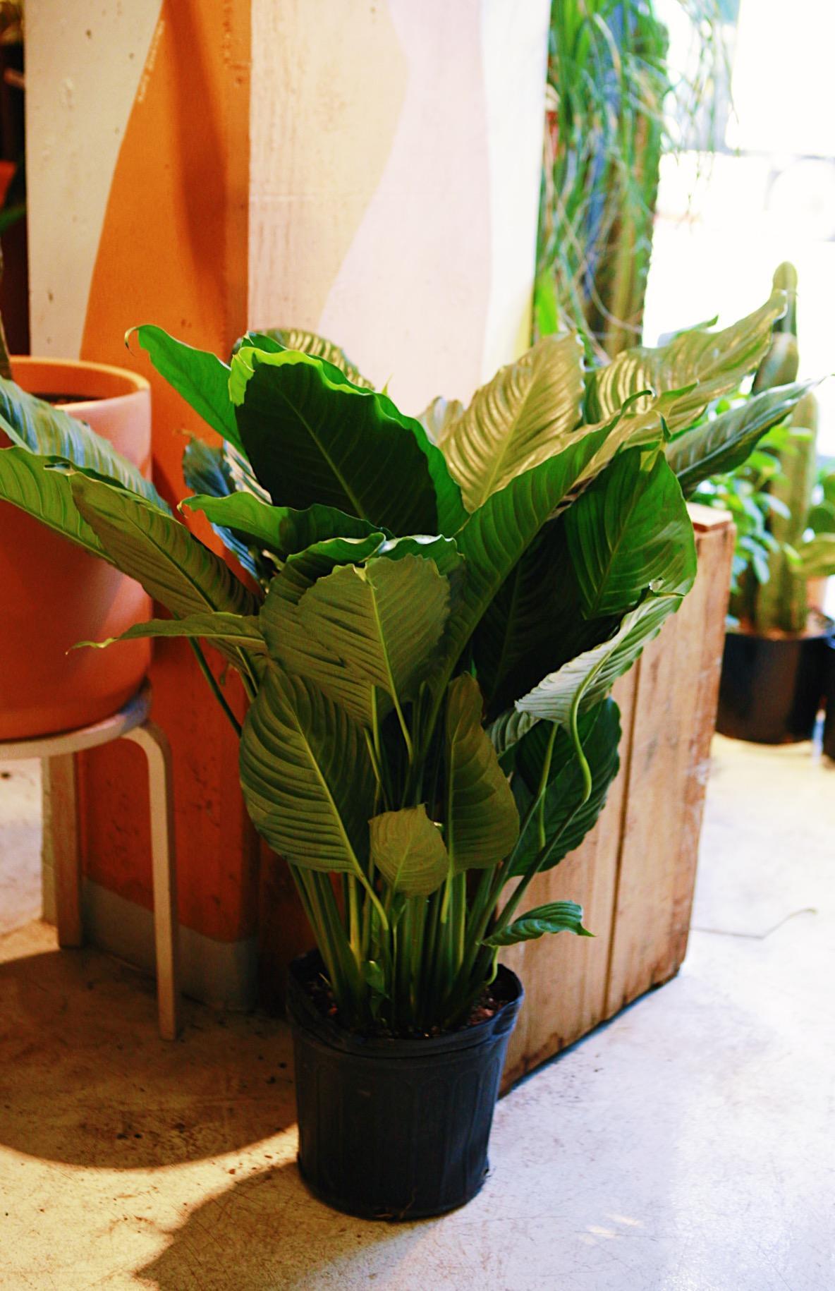 Spathiphyllum maracay