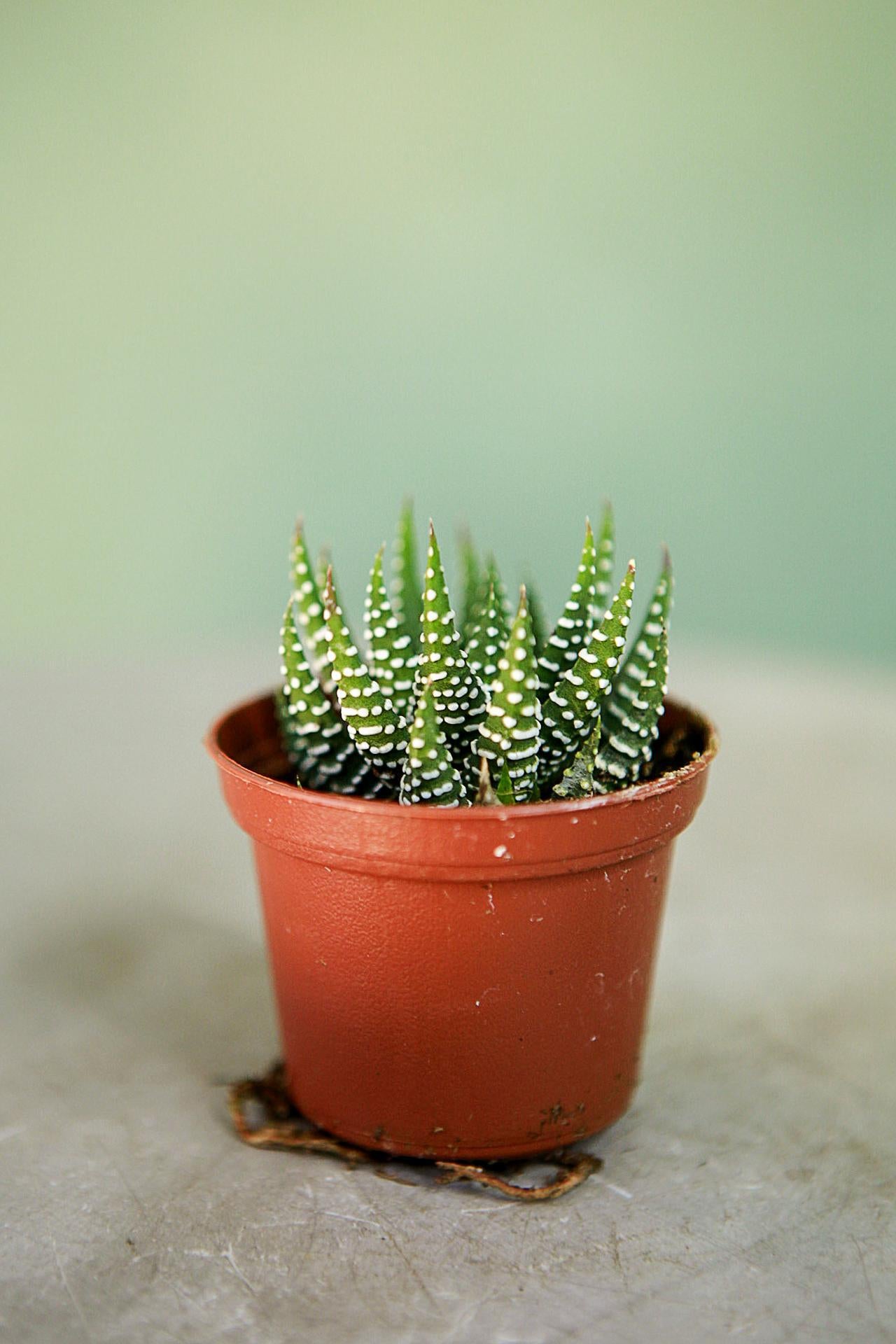 Haworthia 'Zebra'