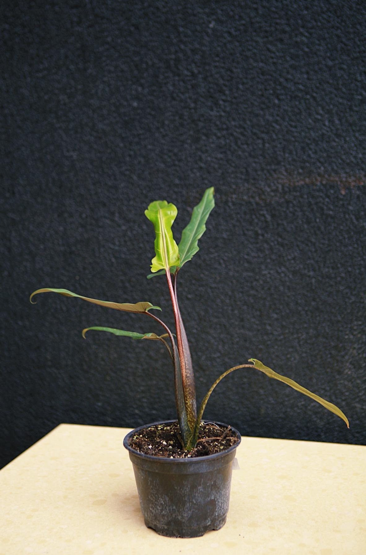 Alocasia 'Purple Sword'