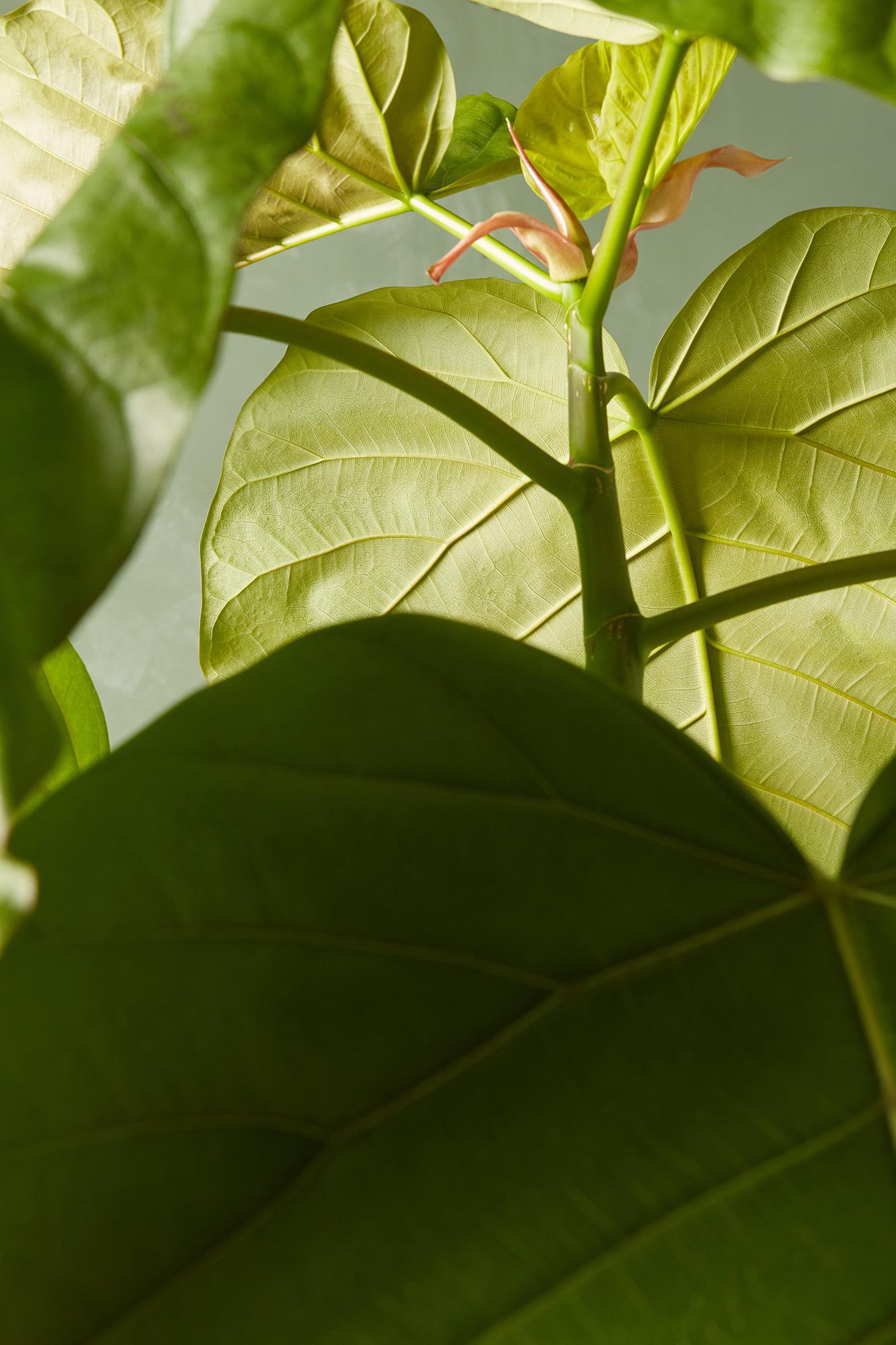 Ficus umbellata