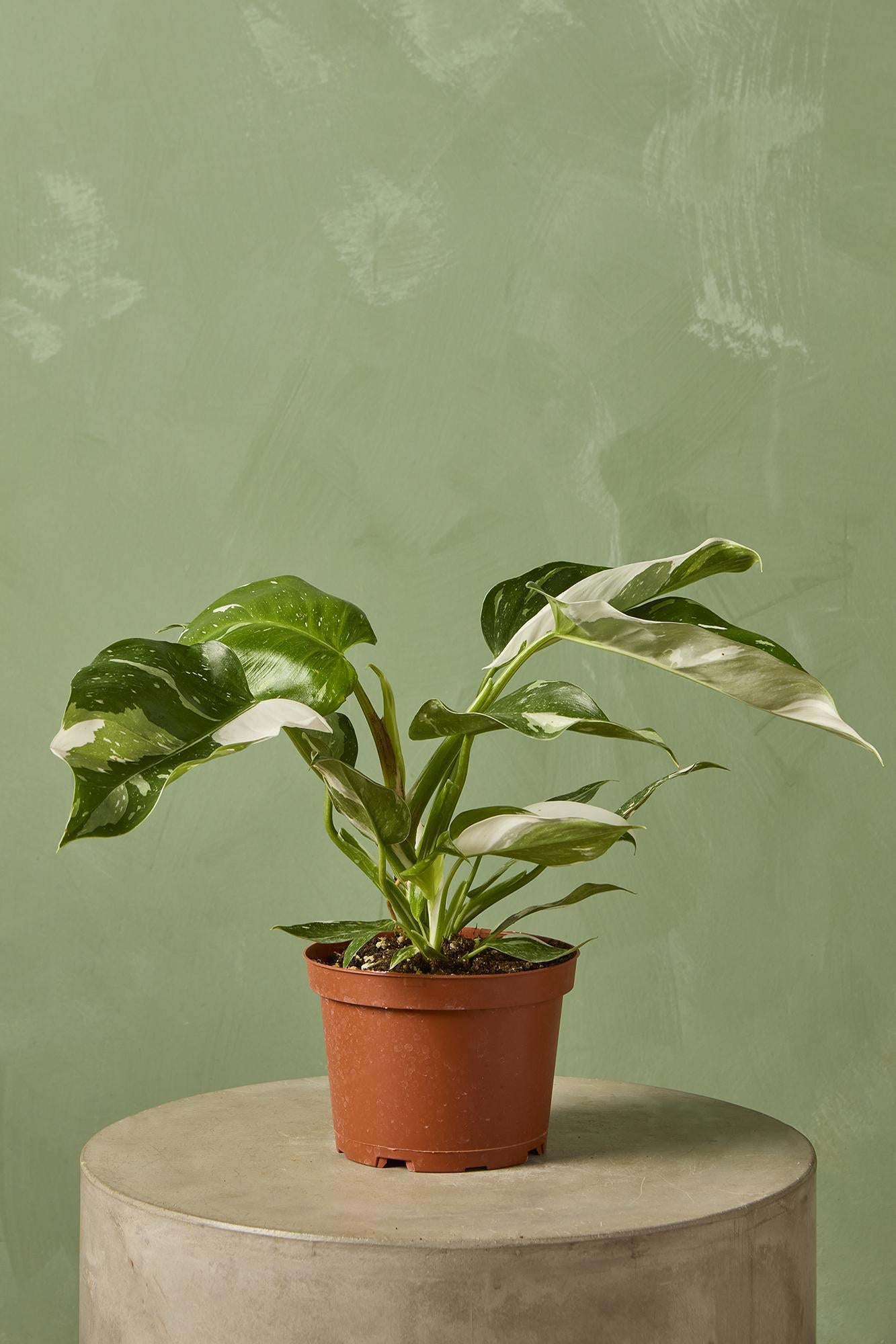 Philodendron 'White Wizard'