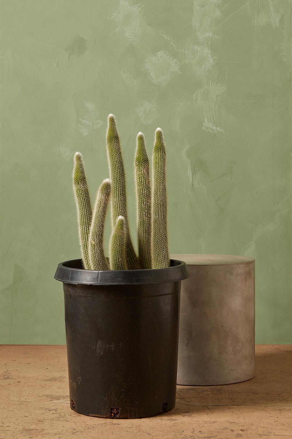 Old Man Cactus