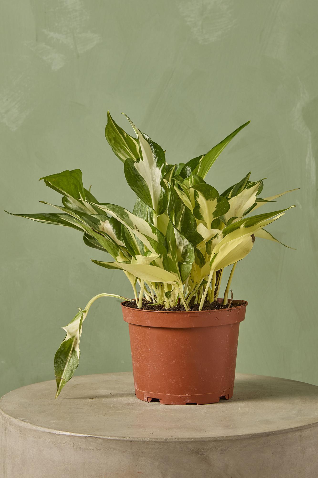 Manjula Pothos