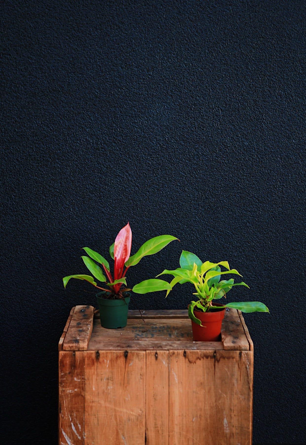 Hybrid Philodendron