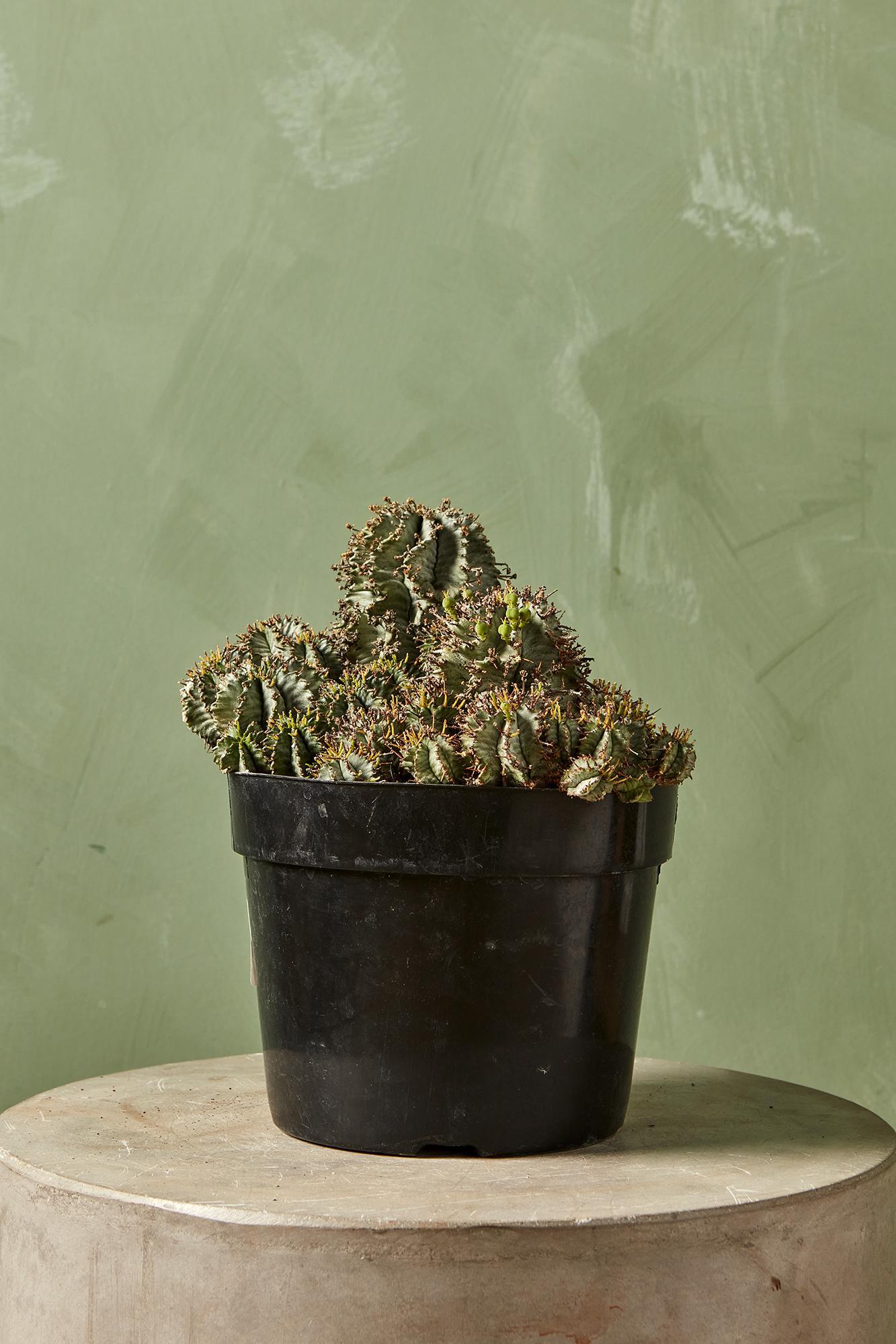 Euphorbia horrida