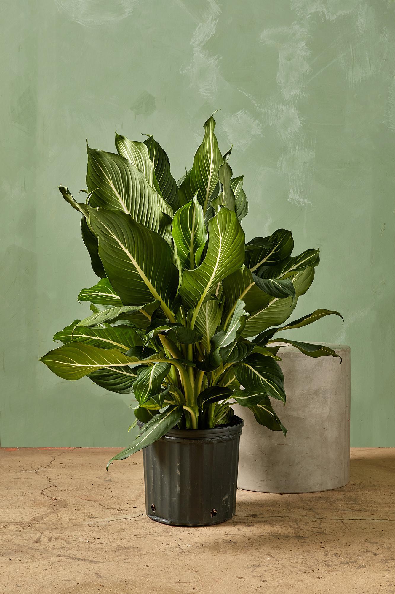 Dieffenbachia 'Sterling'