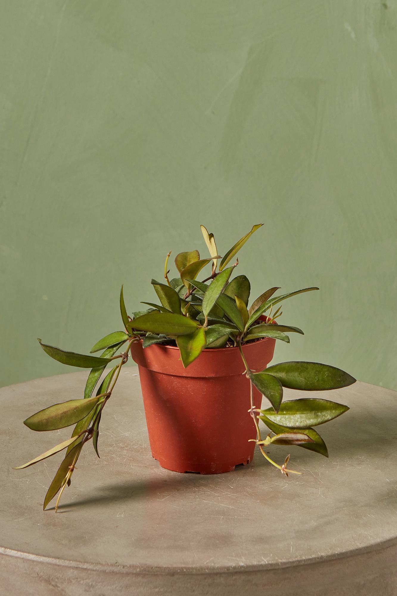 Hoya finlaysonii