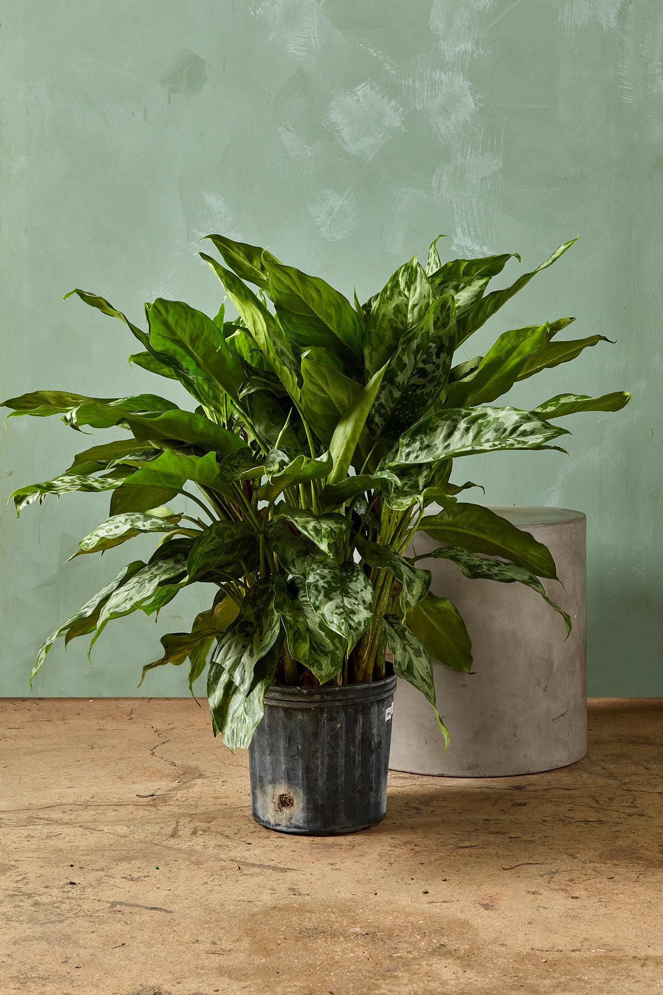 Aglaonema 'Peacock'