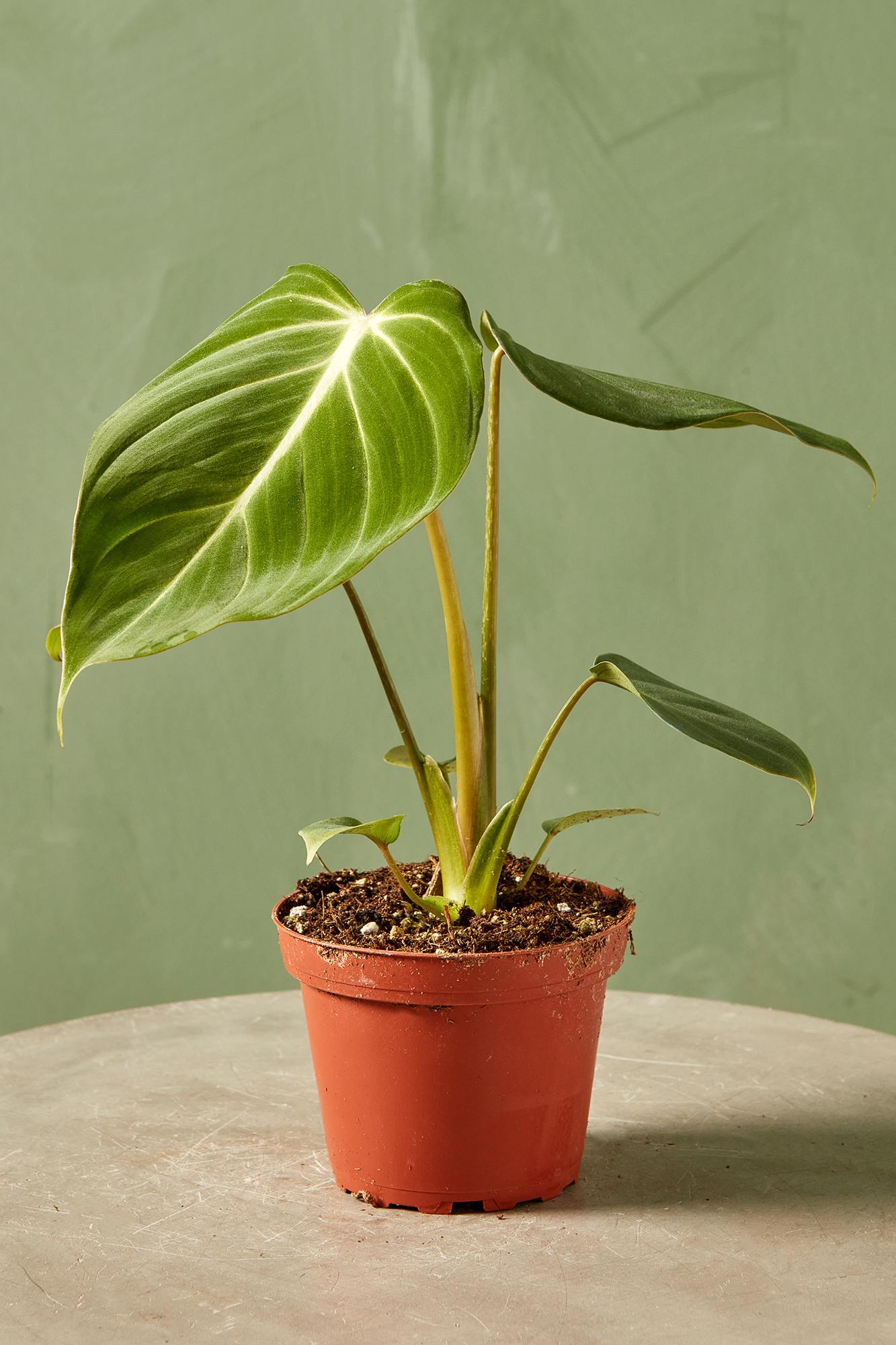 Philodendron 'Gloriosum'