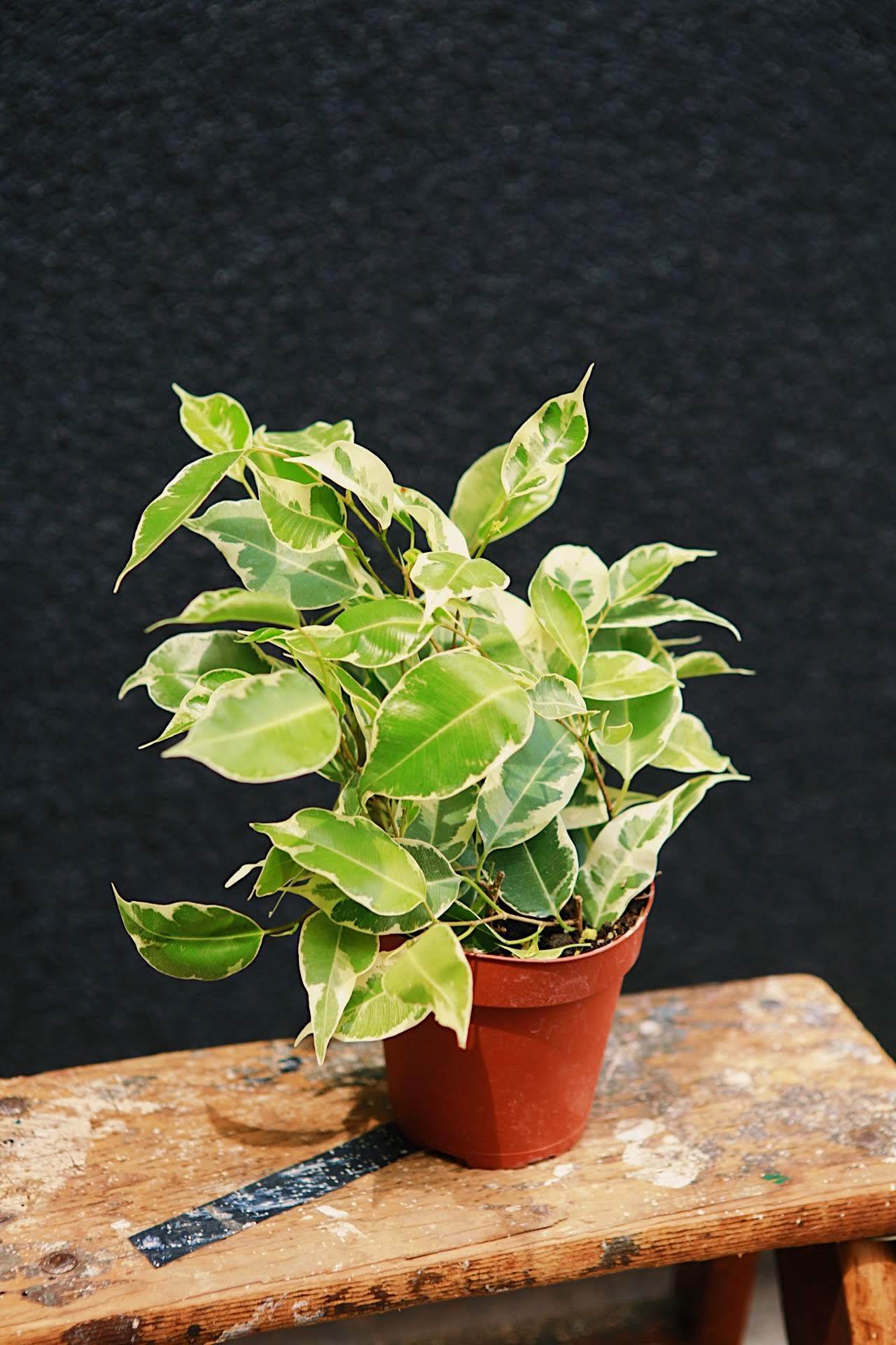 Ficus 'Starlight'