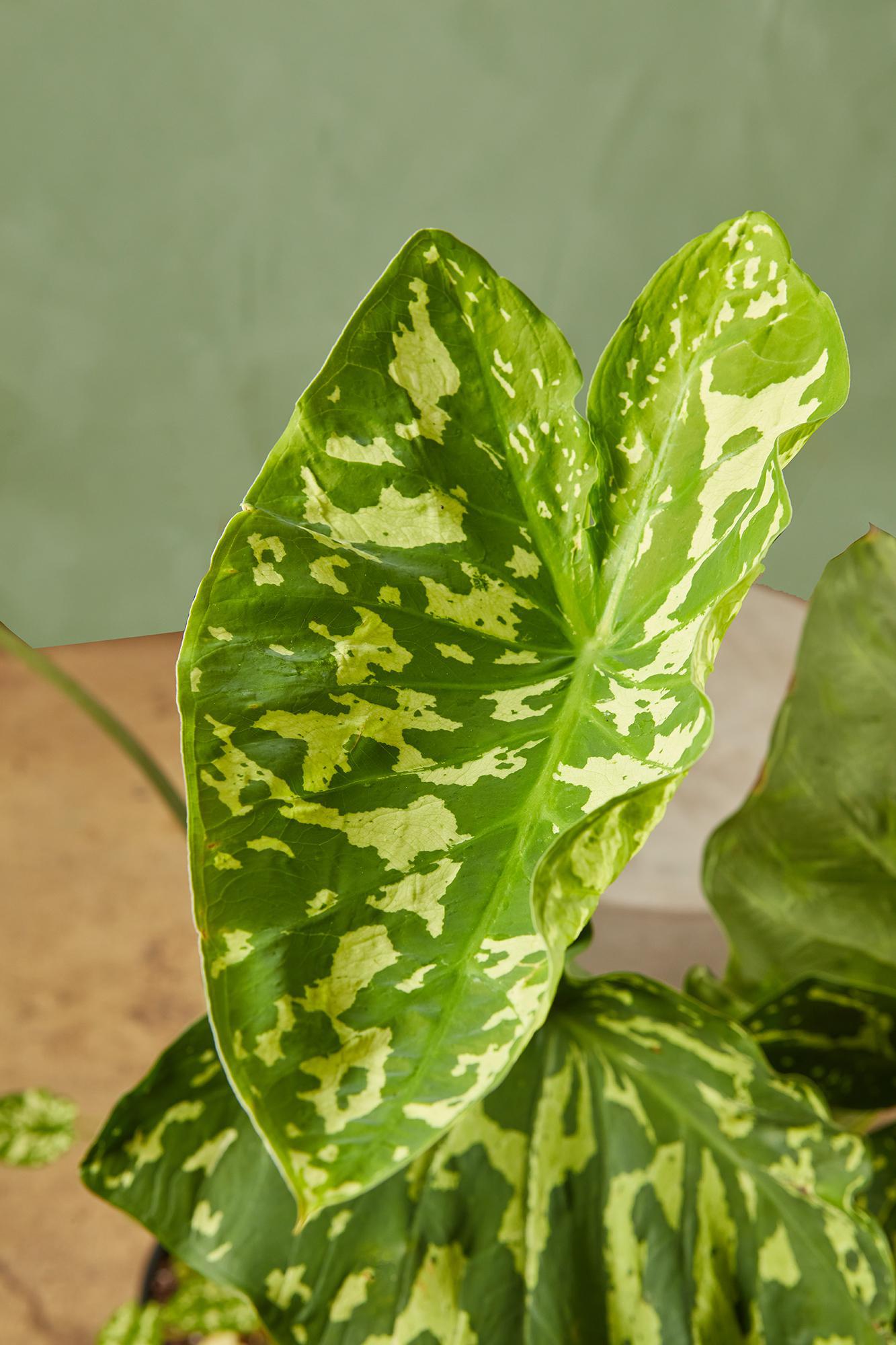 Alocasia 'Hilo Beauty'