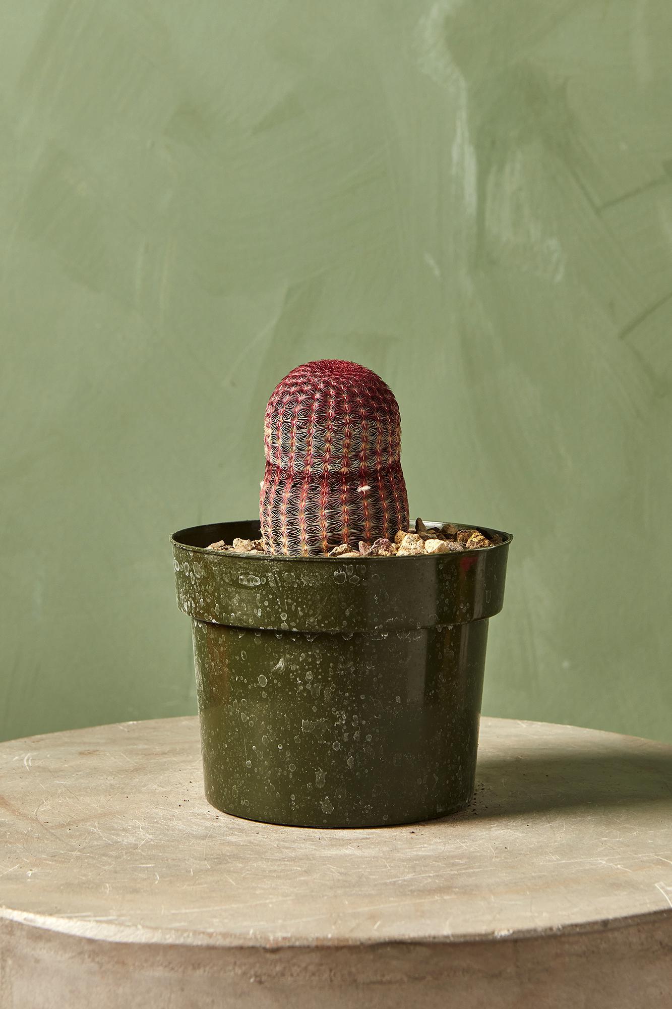 Rainbow Cactus