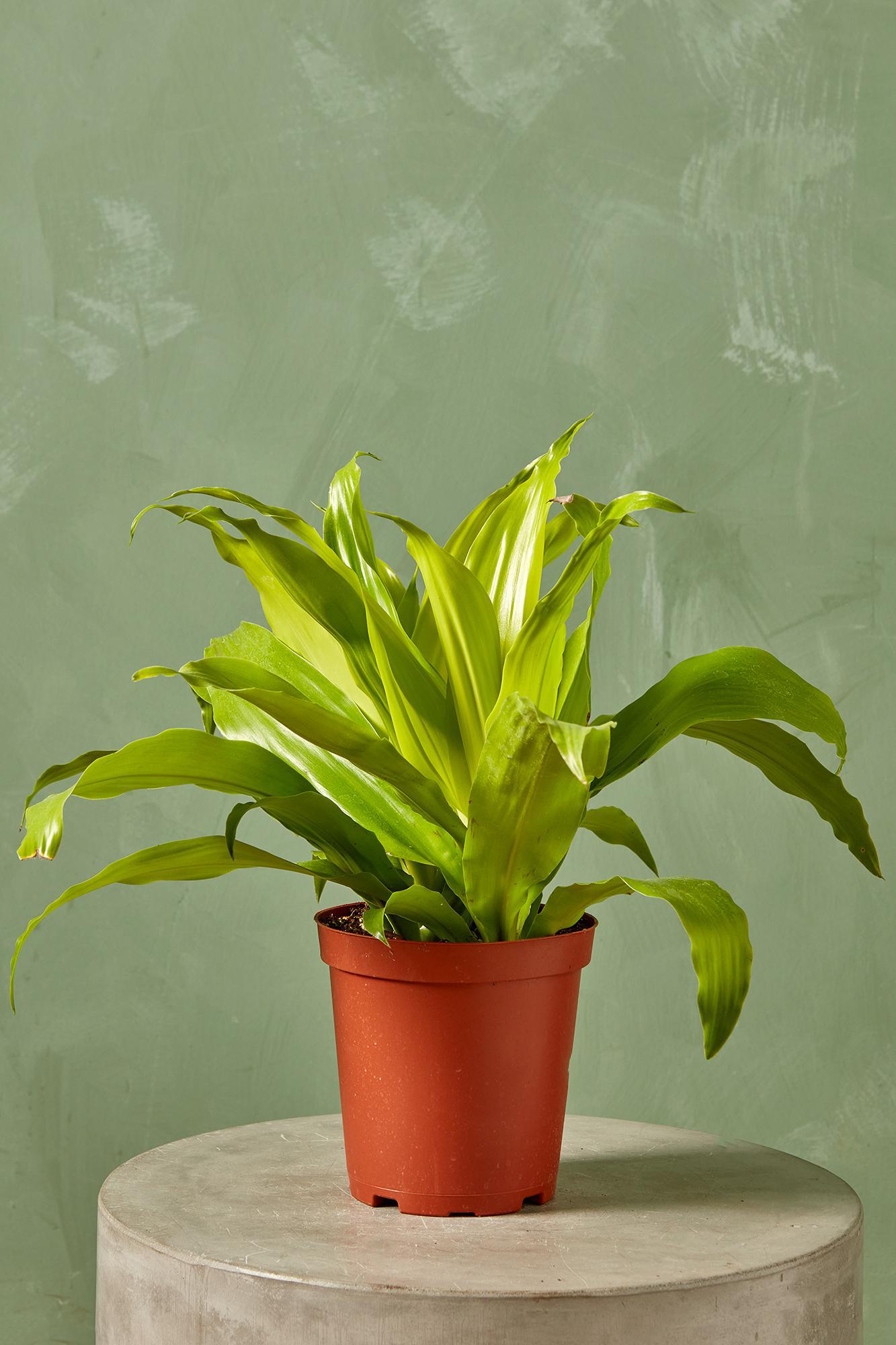 Dracaena 'Limelight'