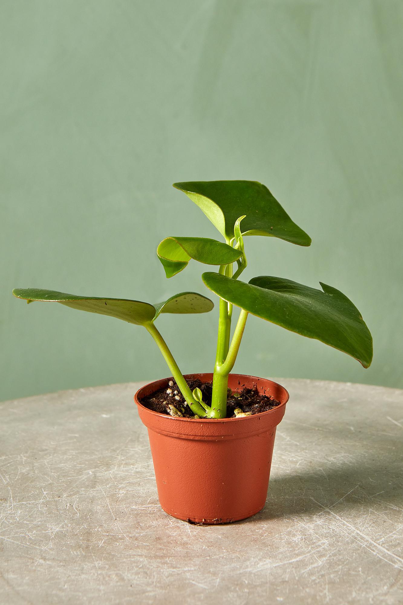 Peperomia 'Raindrop'