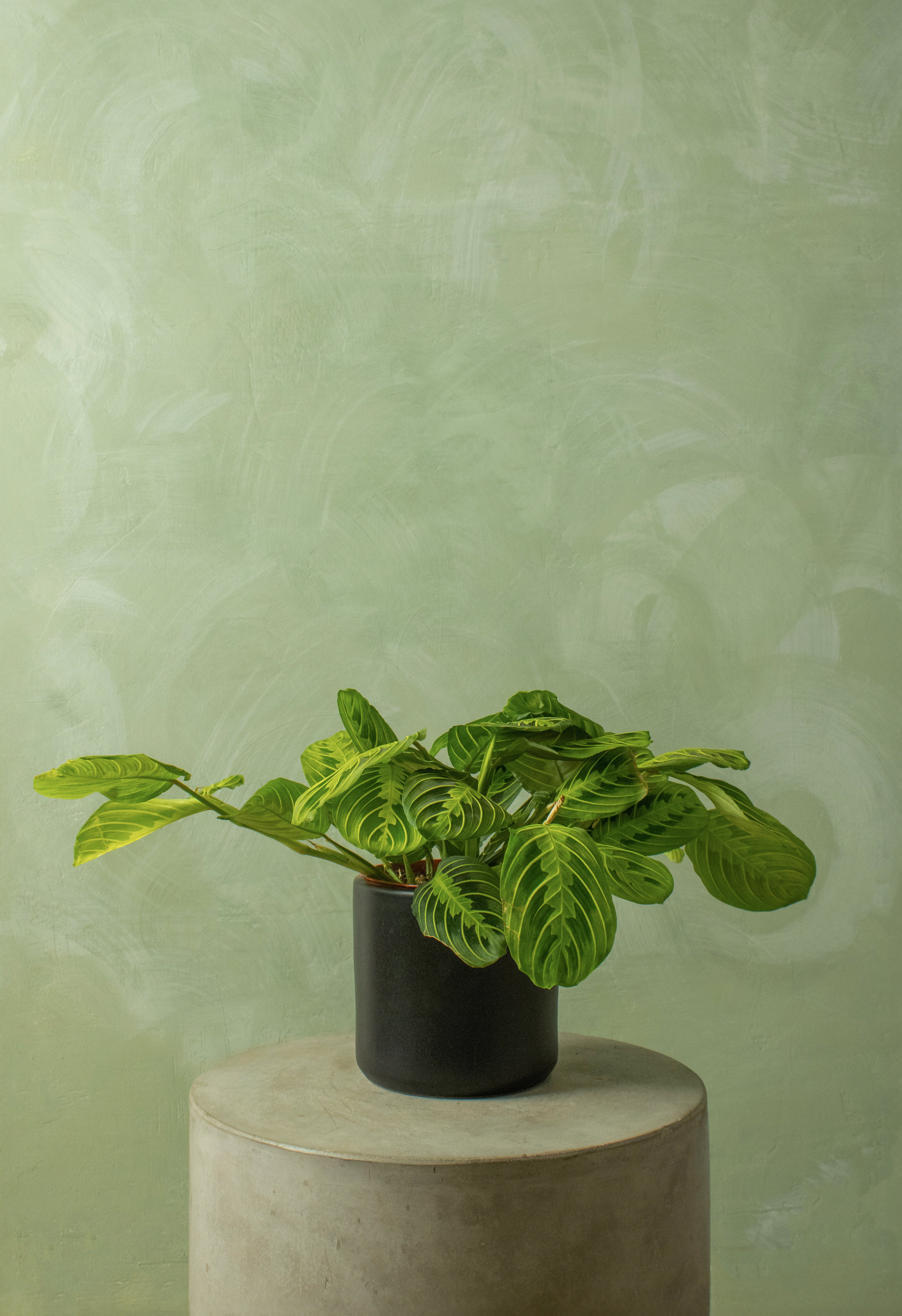 Potted 6" Lemon Maranta