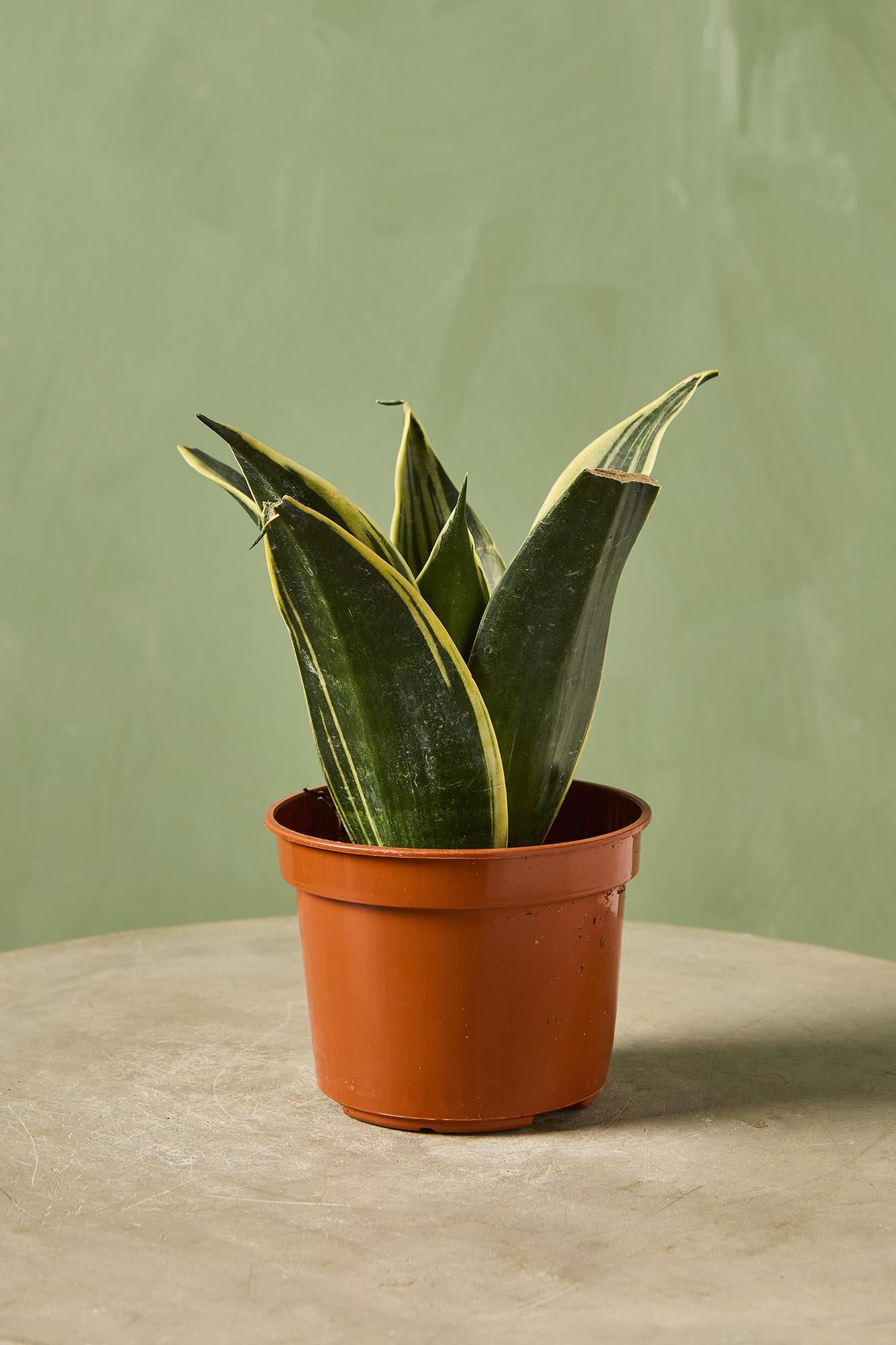 Snake Plant 'Glimmering Star'