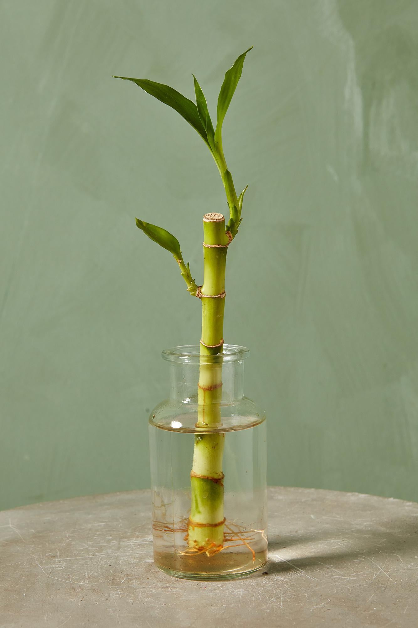 Lucky Bamboo