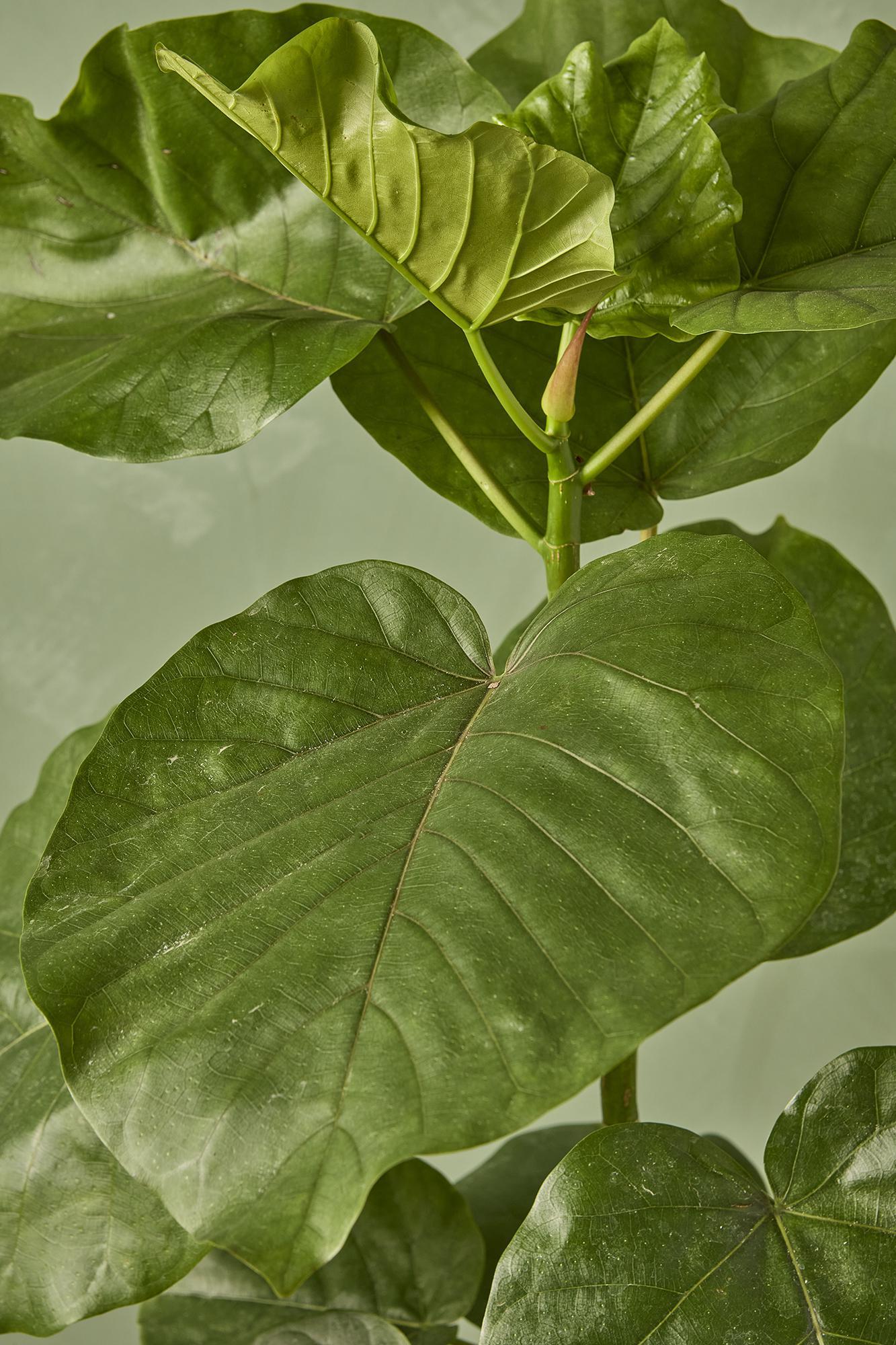 Ficus umbellata