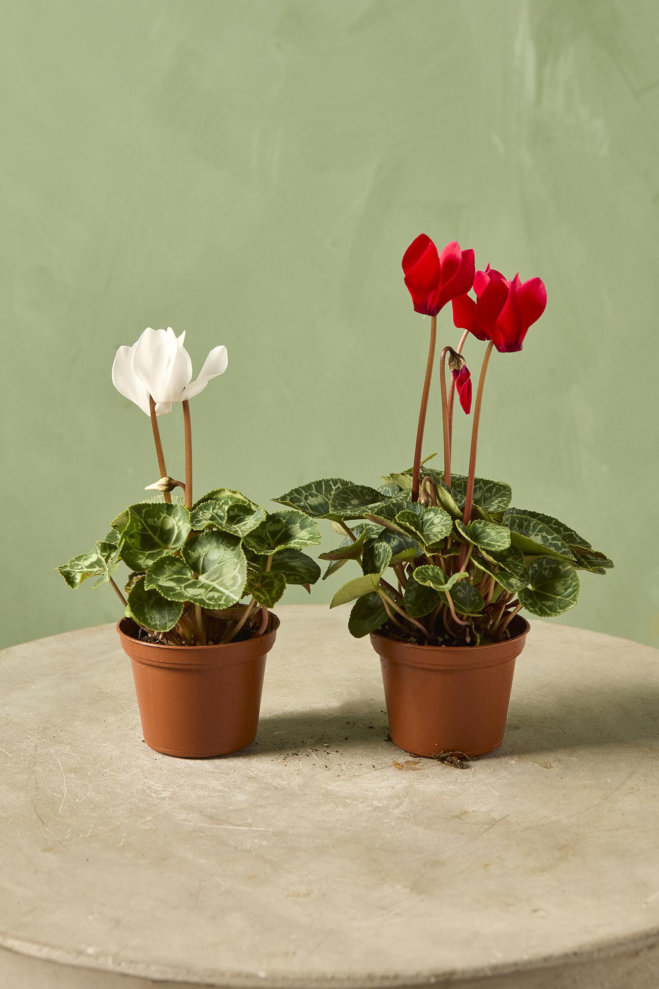 Cyclamen