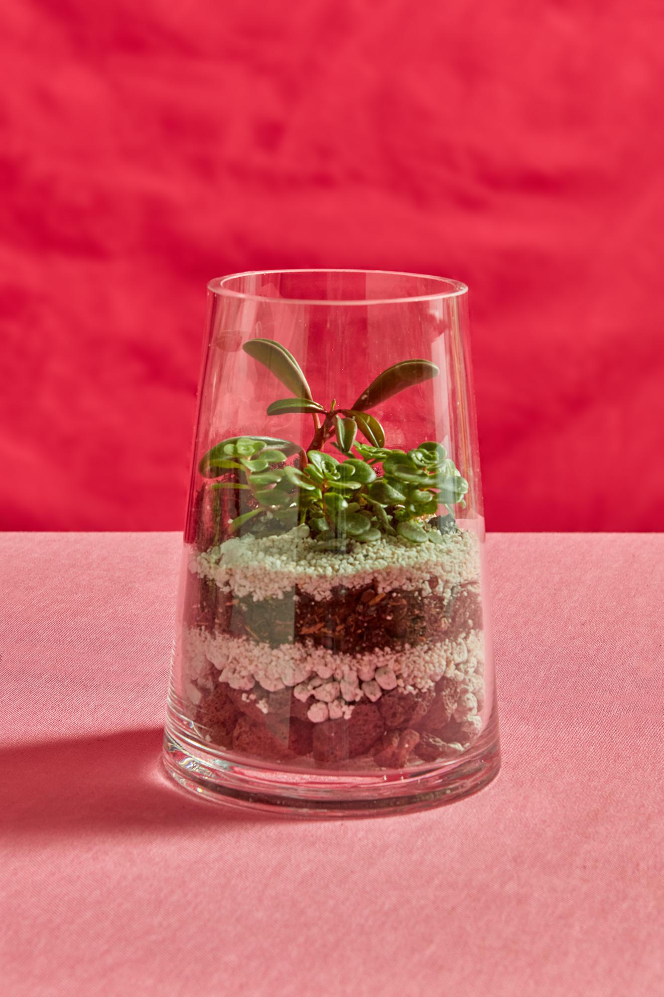 Valentine Terrarium