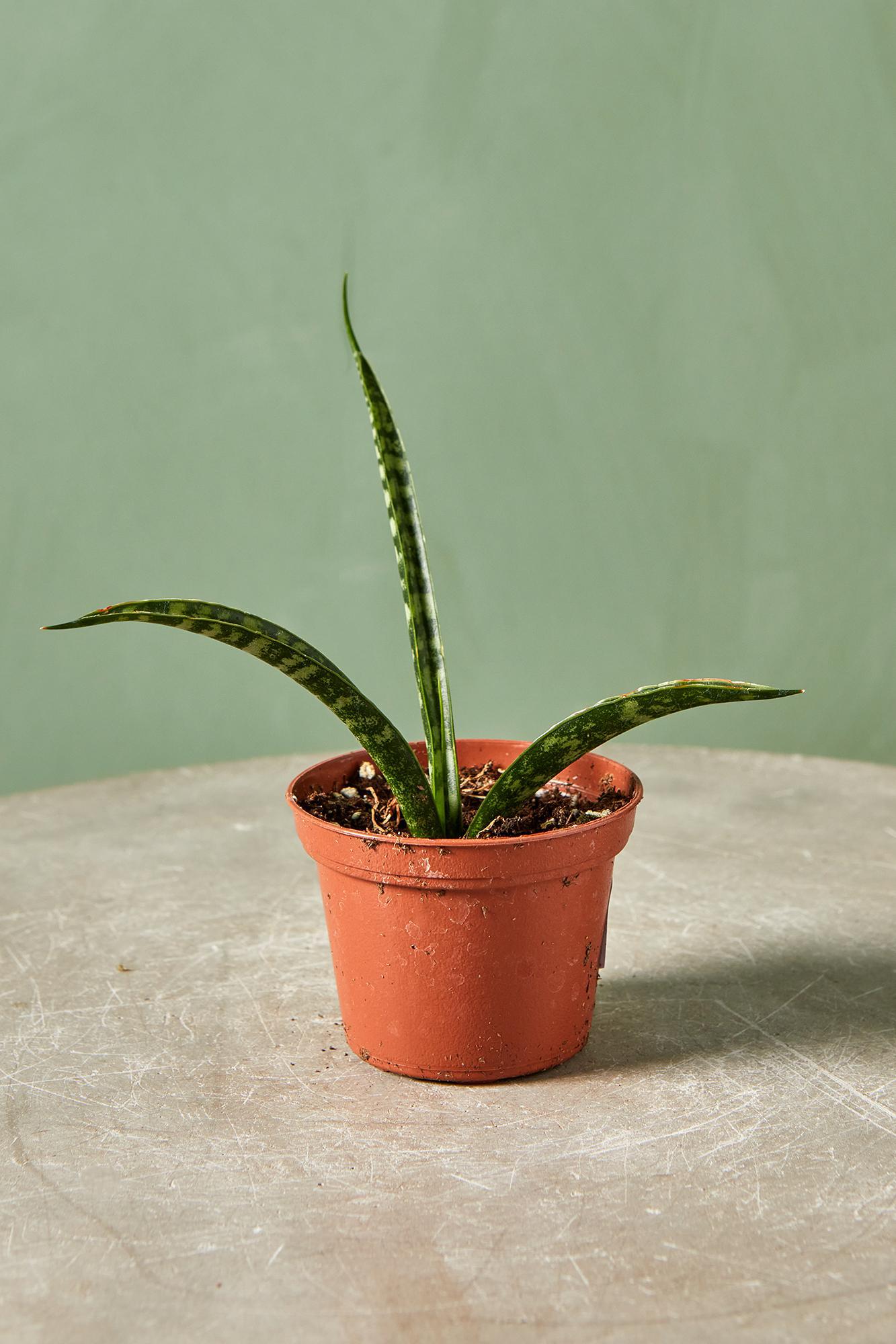 Fernwood Snake Plant