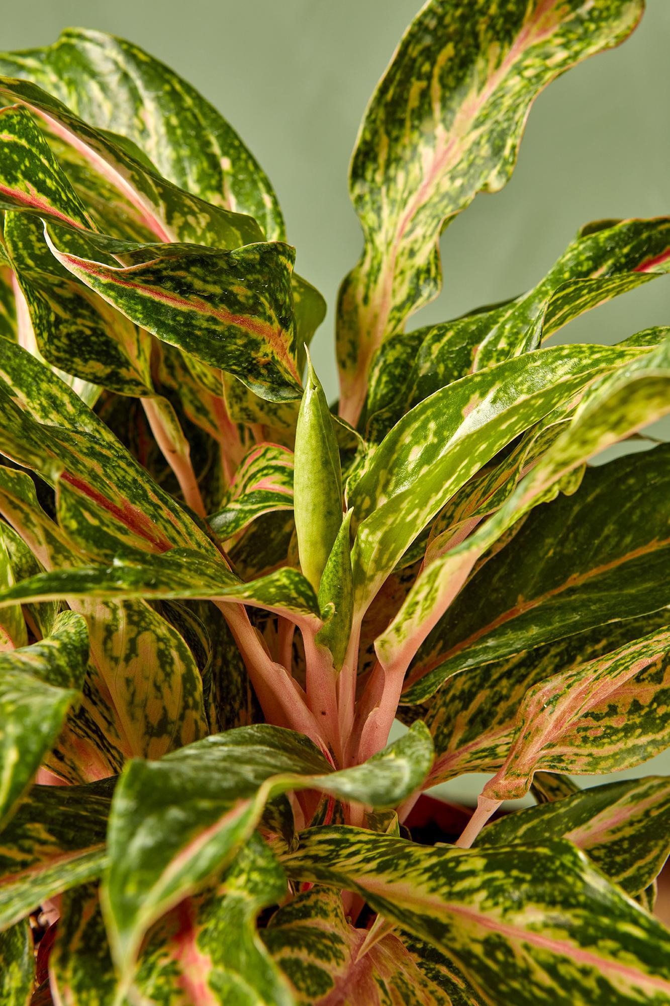 Aglaonema 'Sparkling Sarah'