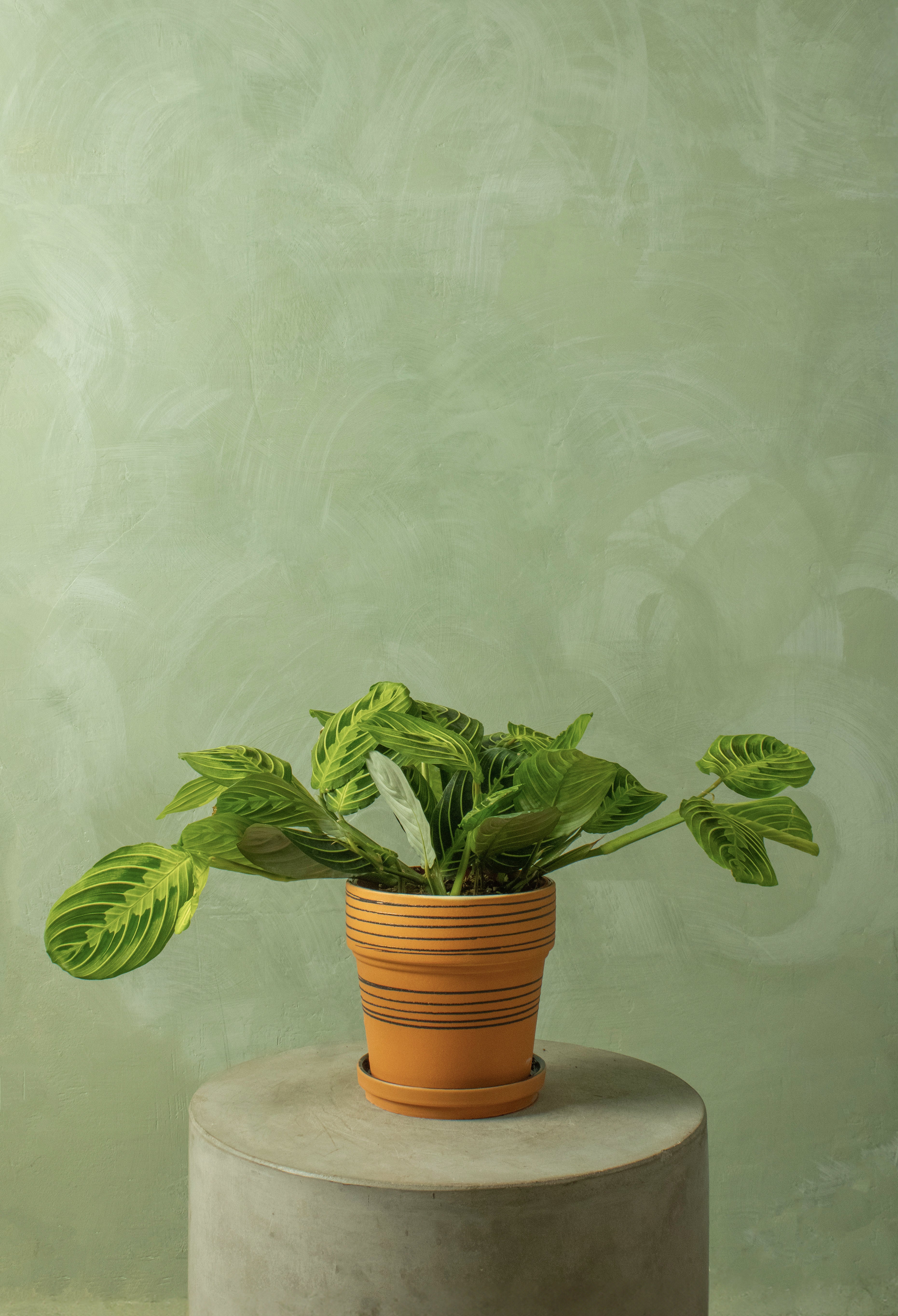 Potted 6.5" Lemon Maranta