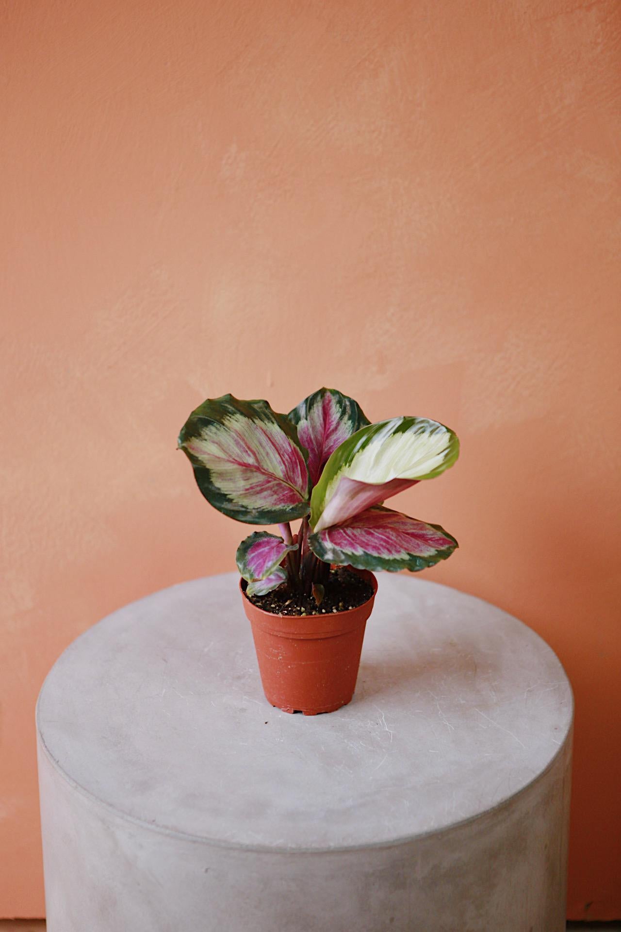 Calathea 'Rosey'