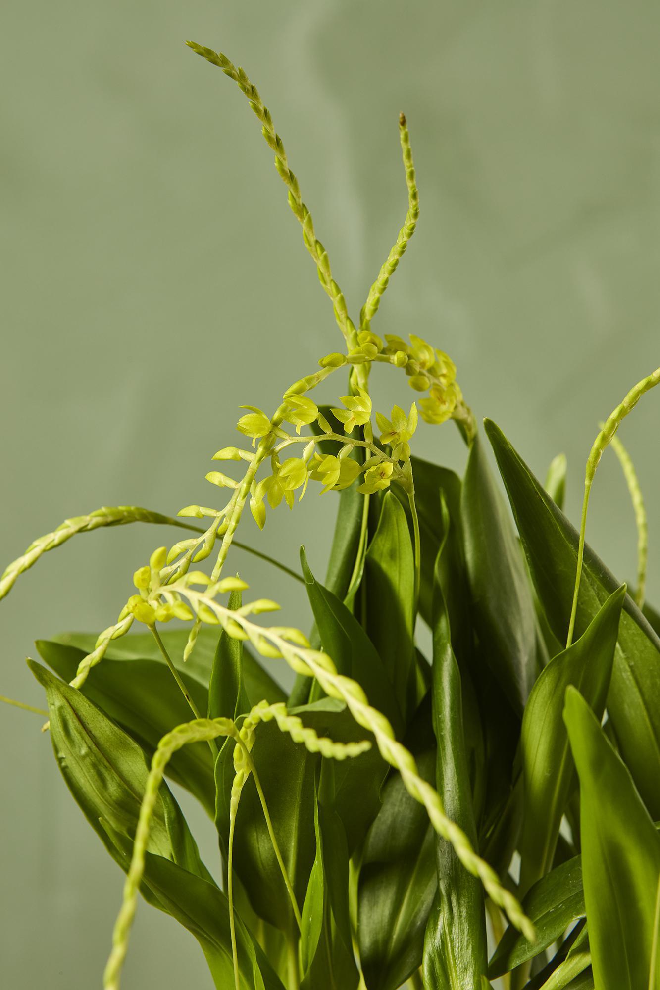Dendrochilum Orchid