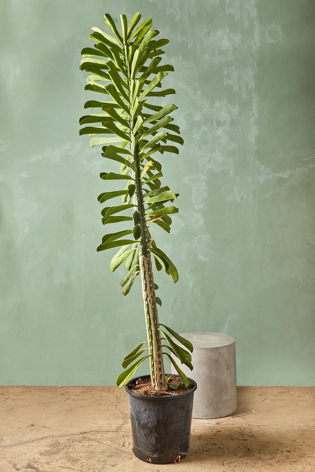 Euphorbia 'Green Giant'