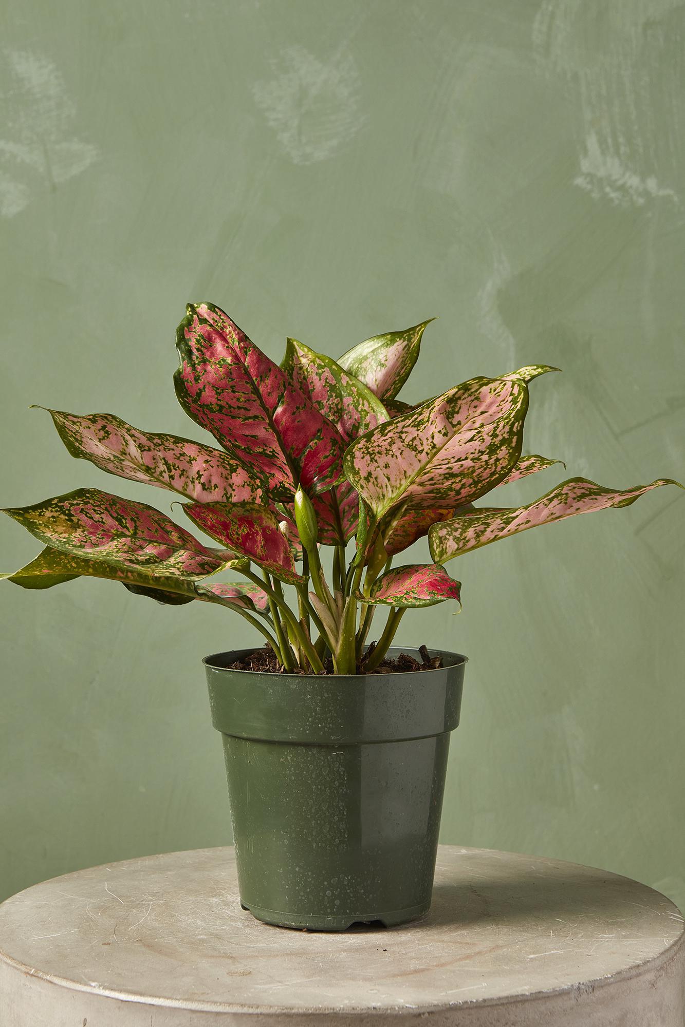 Aglaonema 'Ruby Ray'