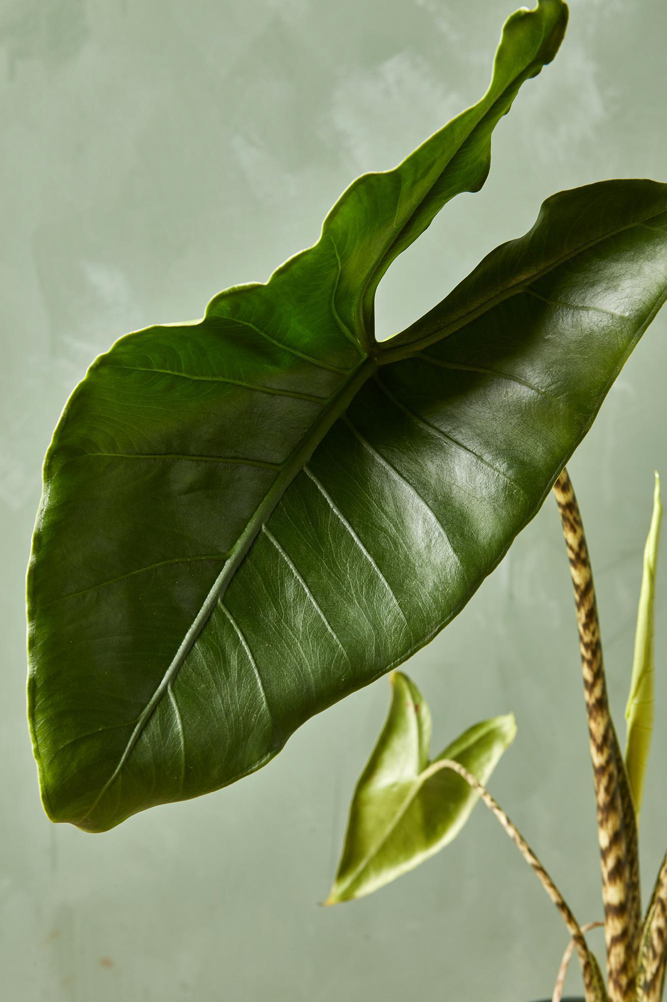 Alocasia zebrina