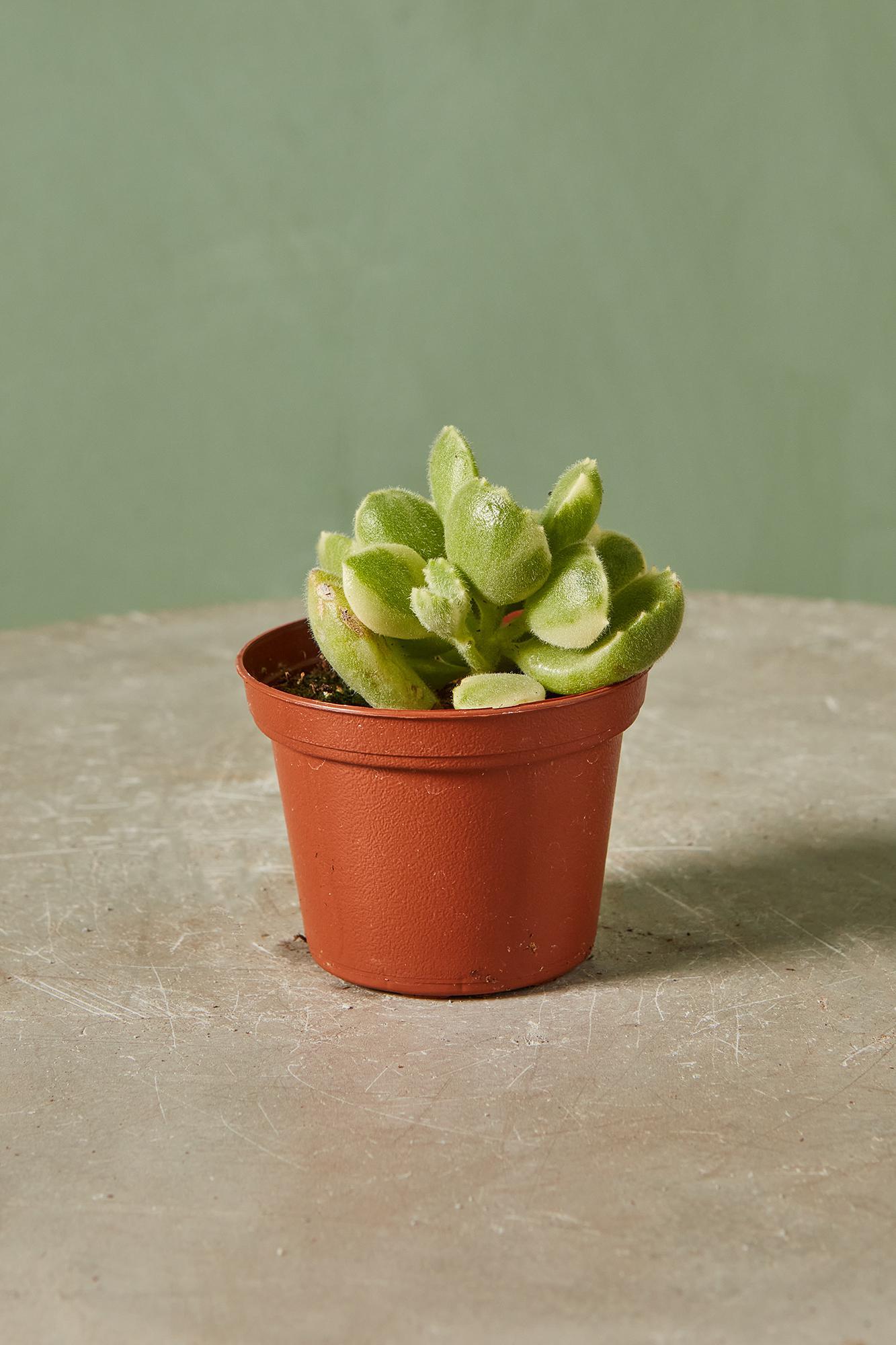 Cotyledon 'Bear Paw'