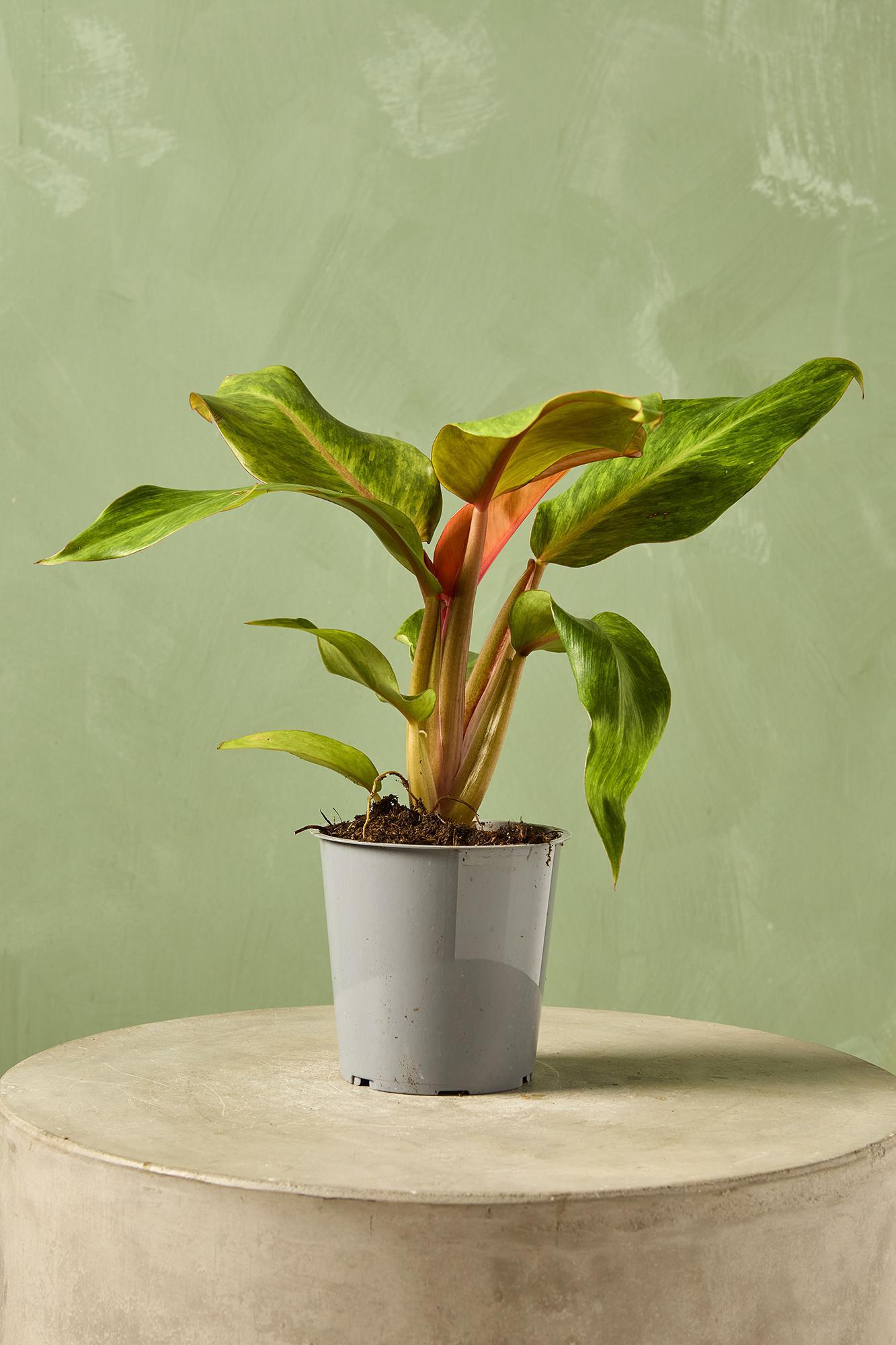 Philodendron 'Marmalade'