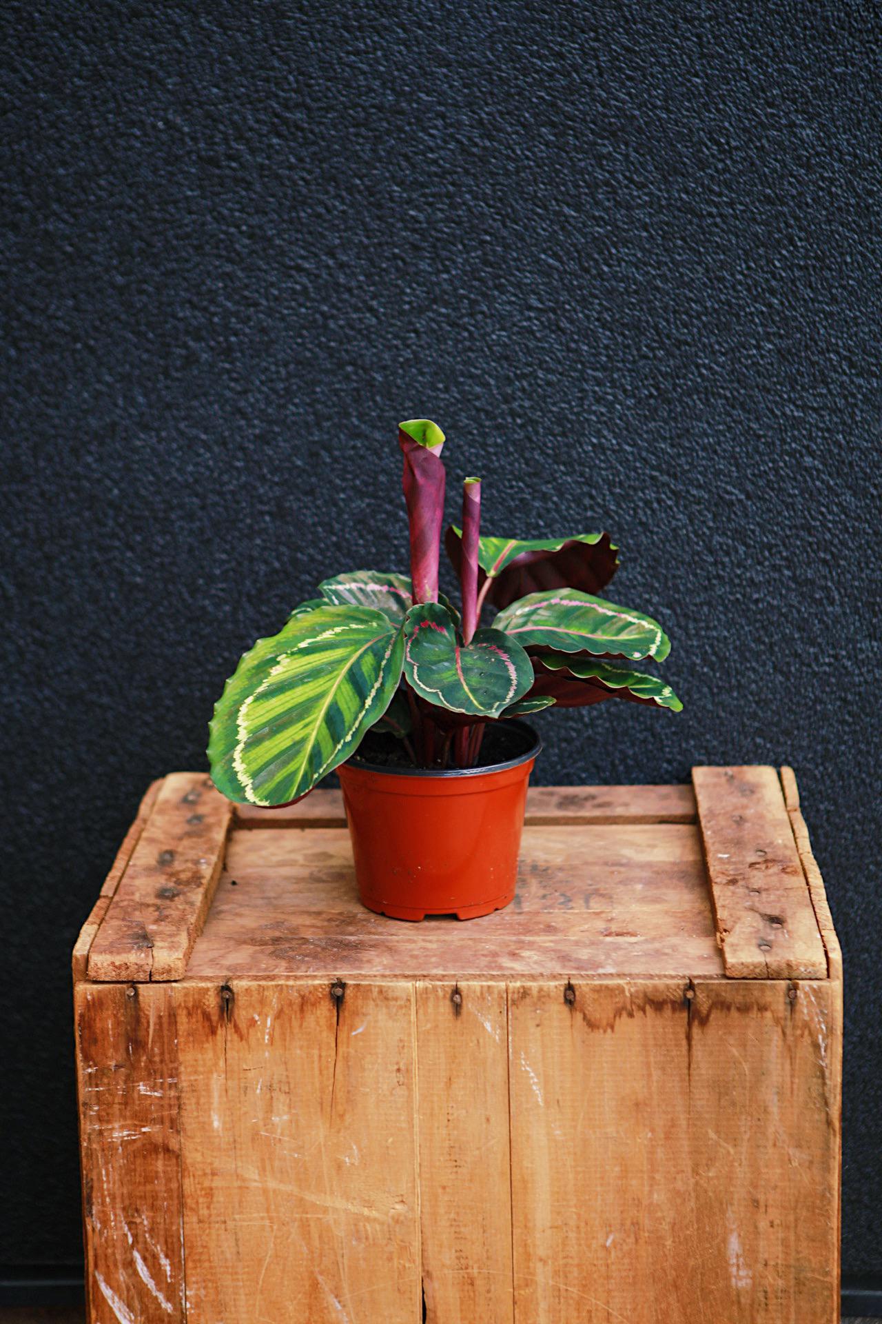 Rose Painted Calathea