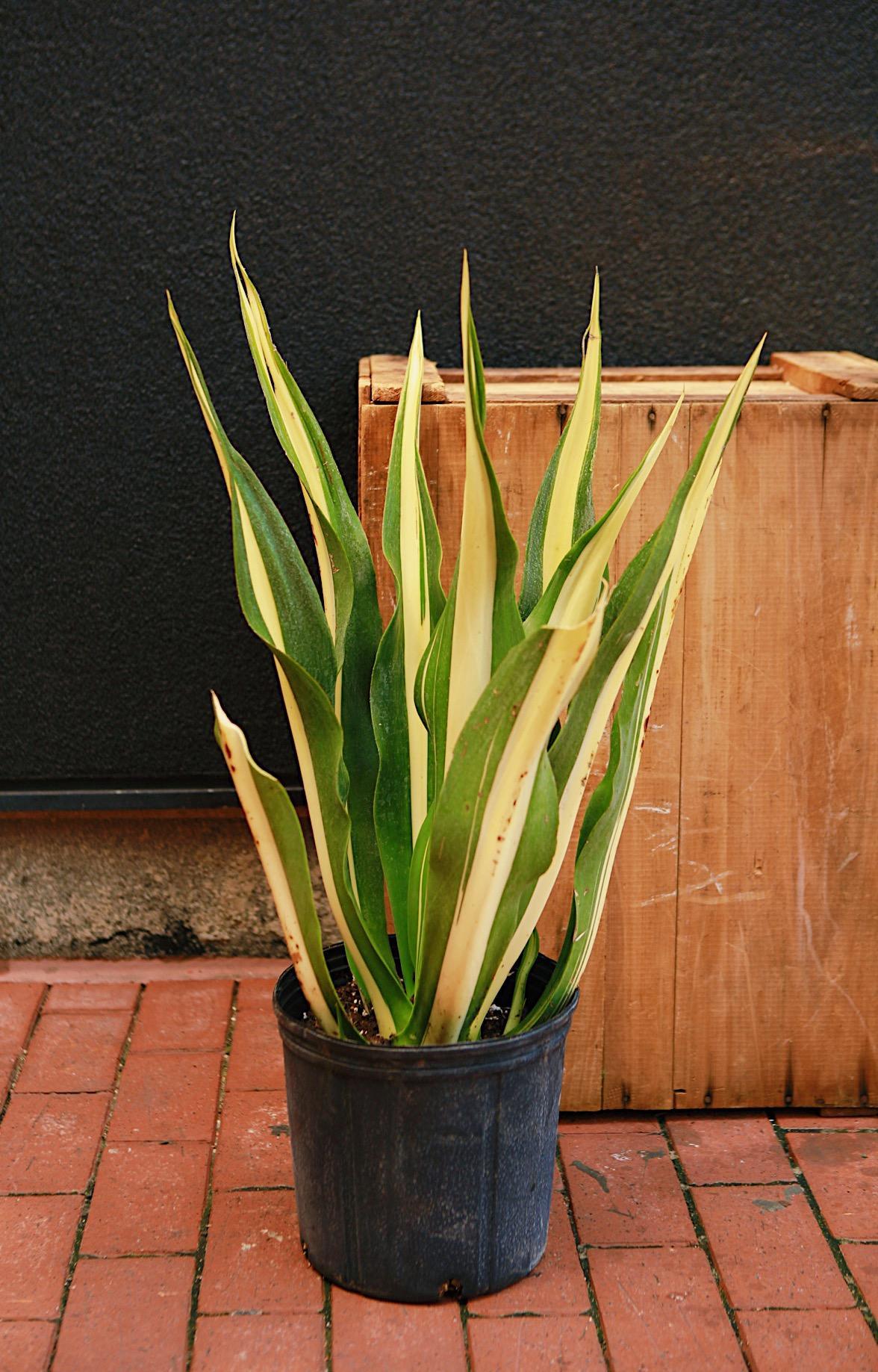 False Variegated Agave
