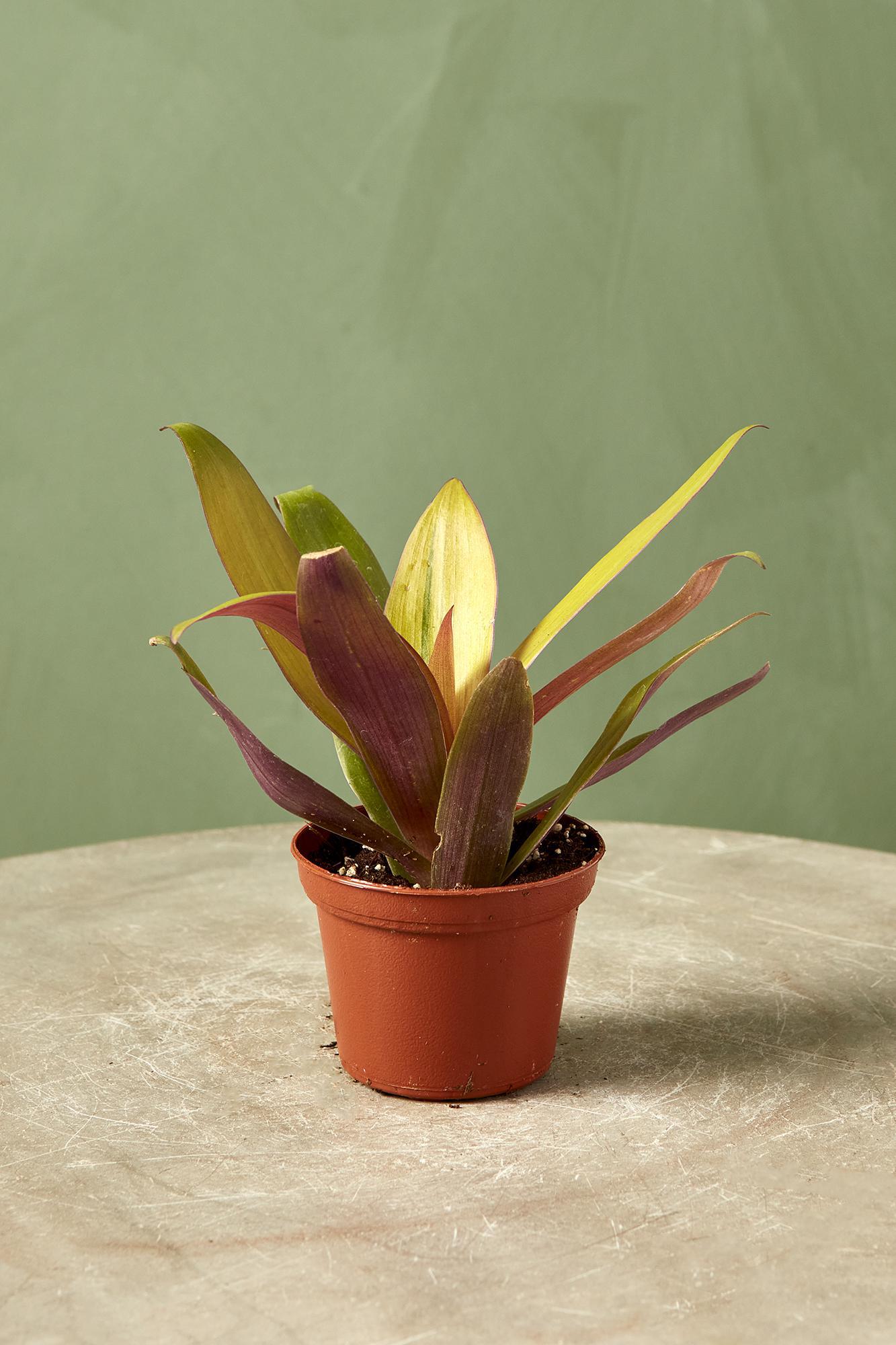 Oyster Plant 'Sunny Star'