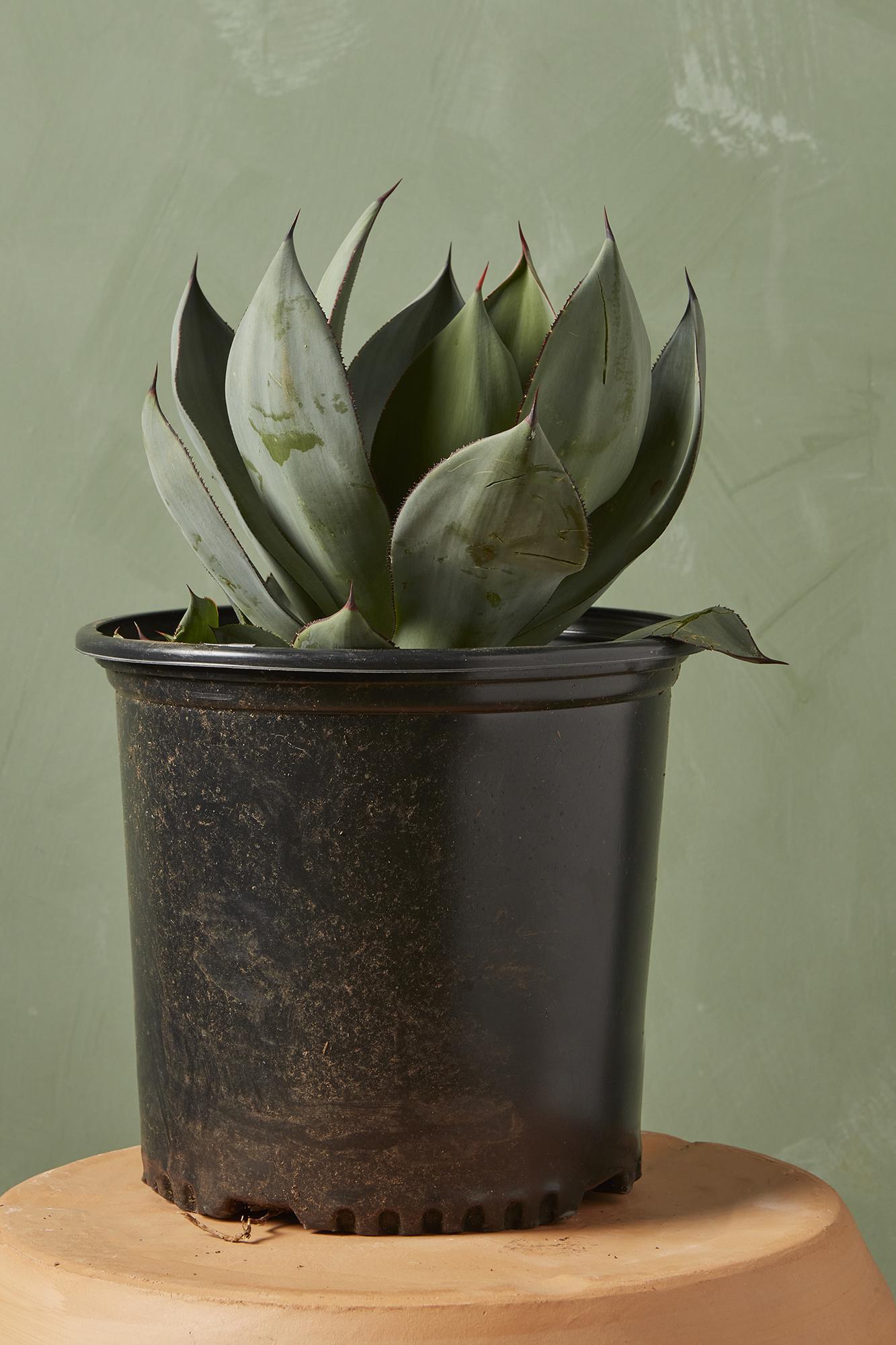 Agave 'Blue Glow'