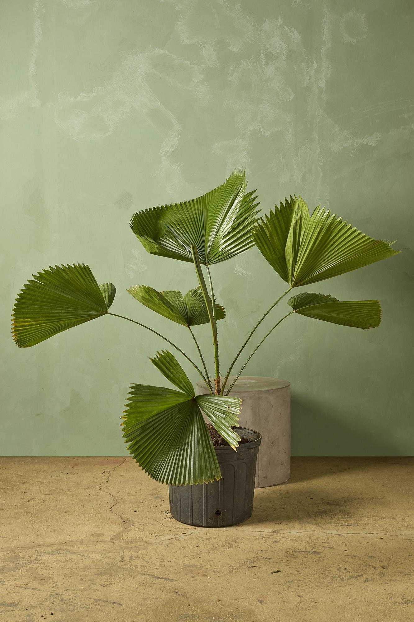 Licuala Grandis Palm