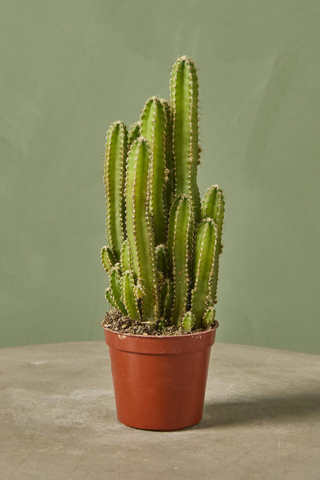 Fairy Castle Cactus